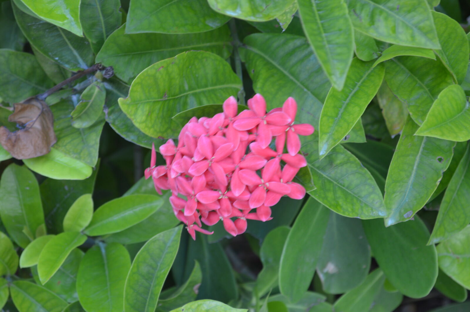 Nikon D3200 sample photo