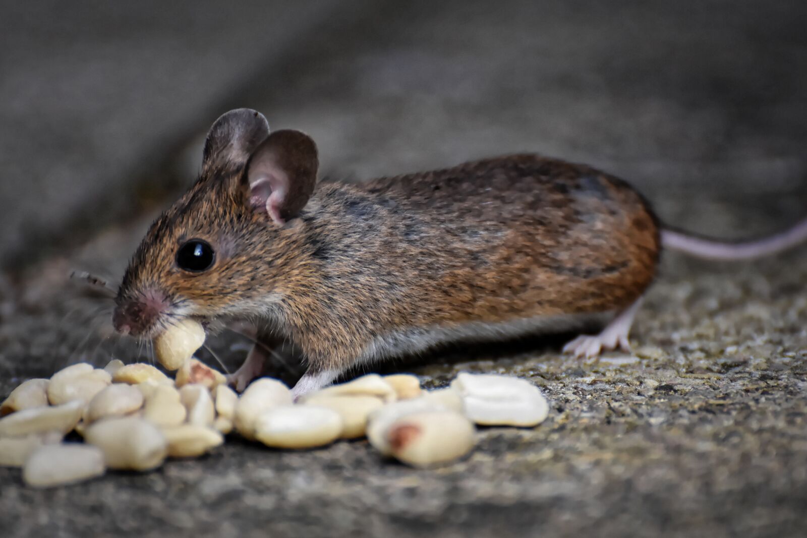 Nikon D7200 sample photo. Wood mouse, rodent, nager photography