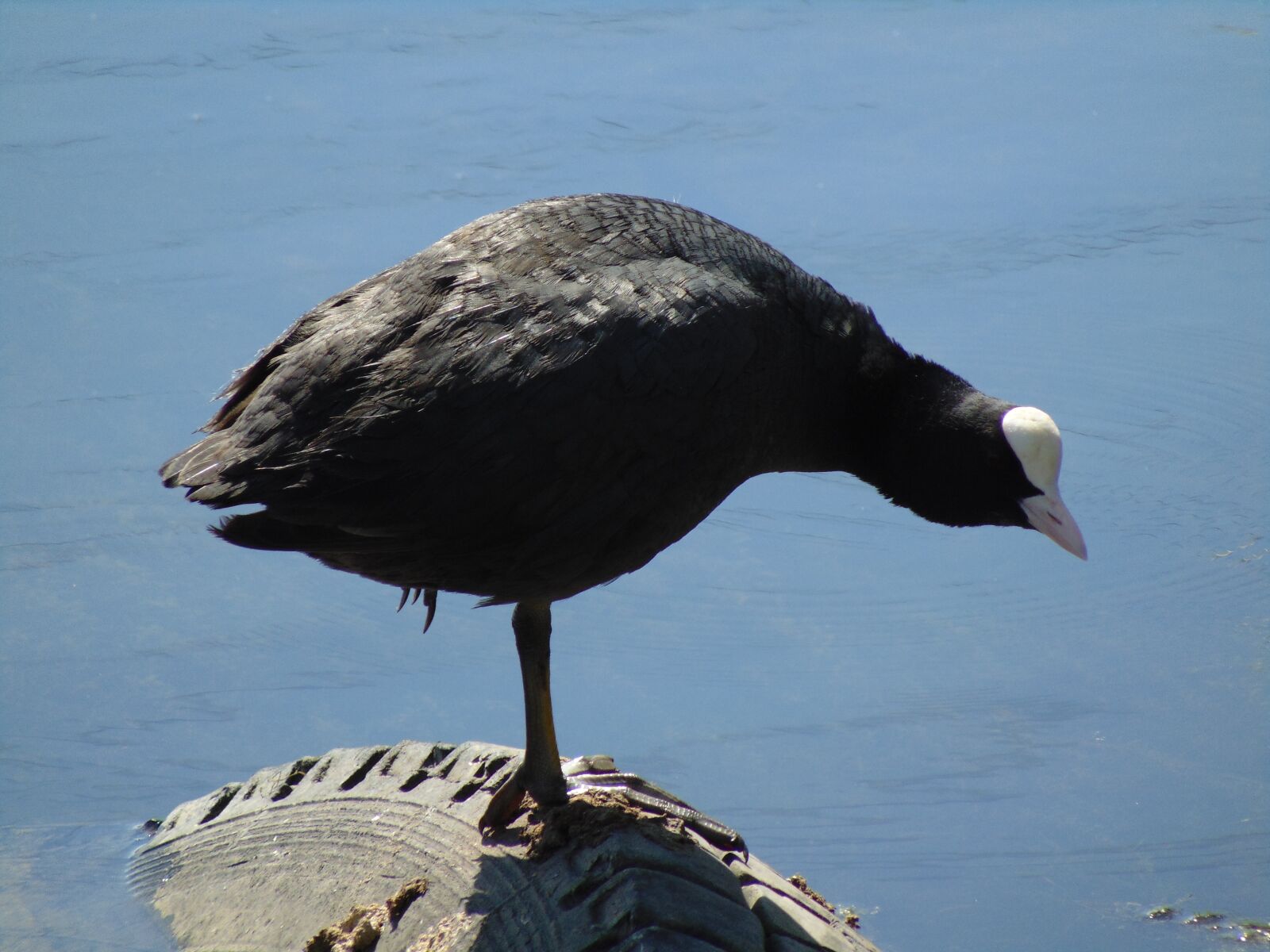 Sony Cyber-shot DSC-H300 sample photo. Bird, chicken, black photography