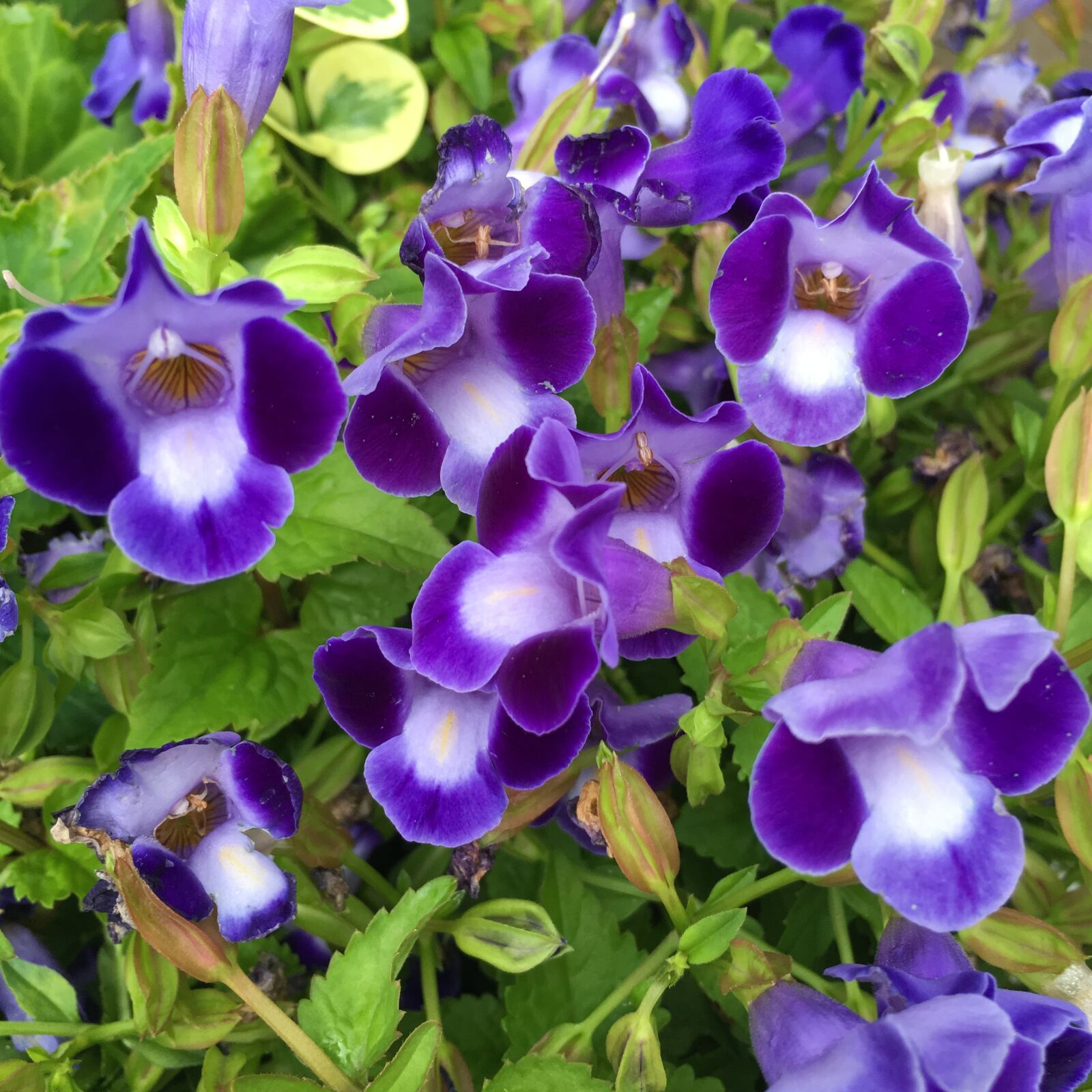 Apple iPhone 6s Plus sample photo. Flower, purple, purple flower photography