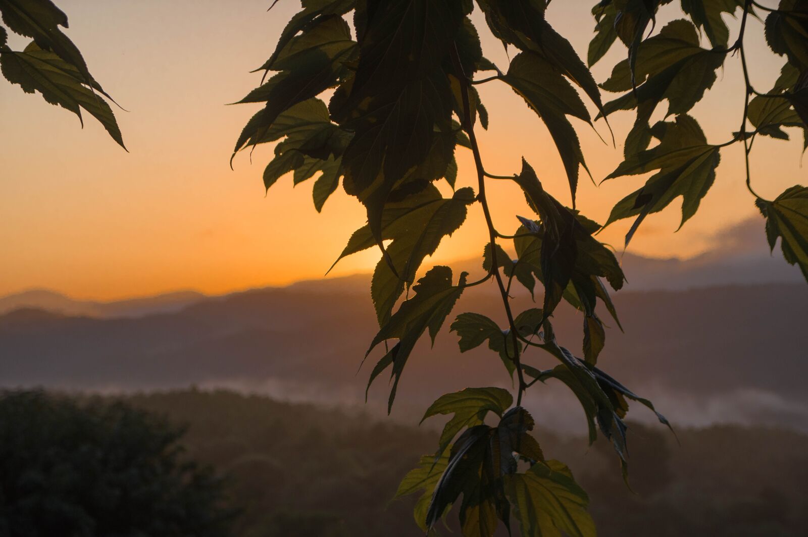 Pentax KP sample photo. Sunset, mountain, branch photography