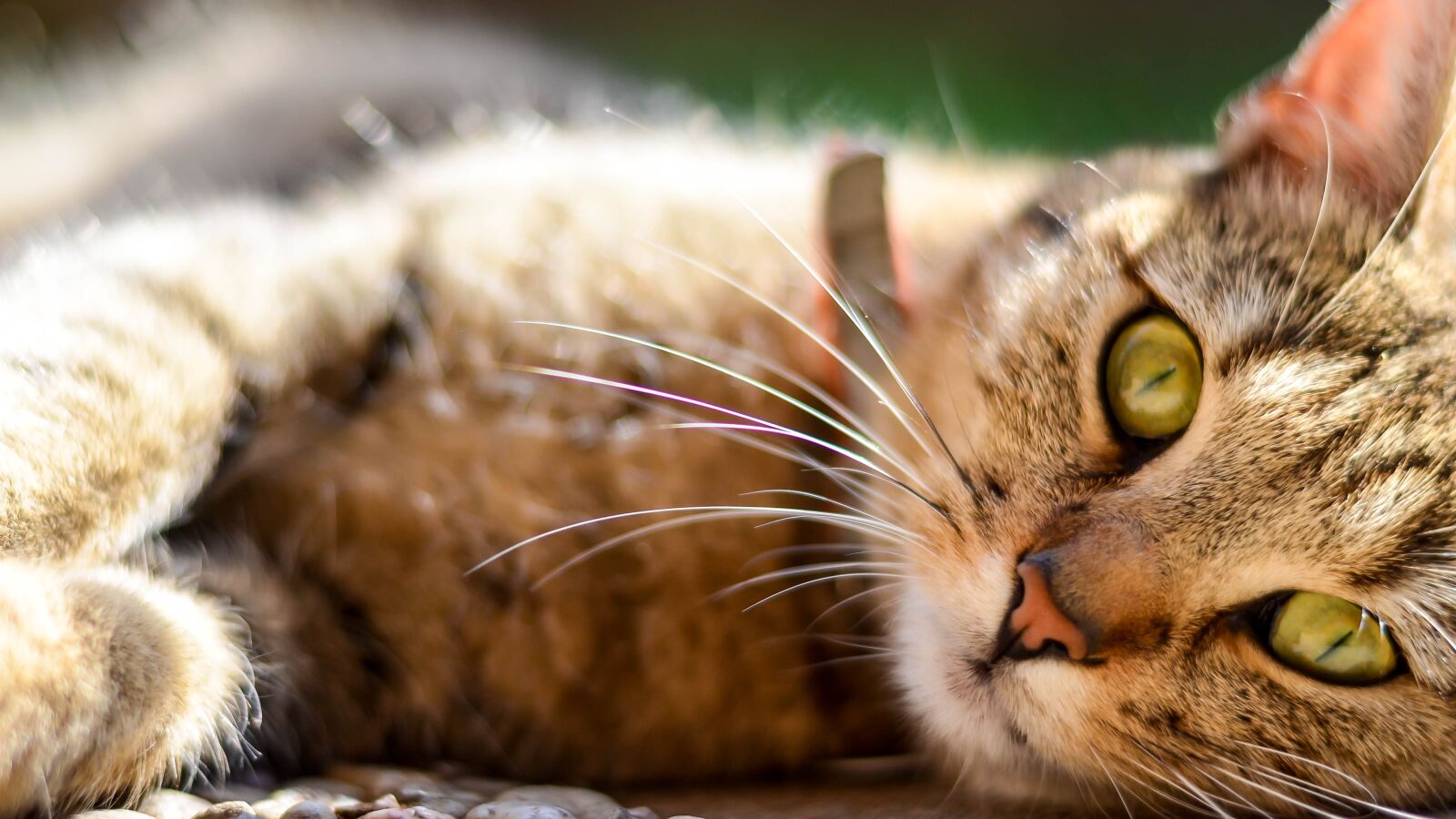 Nikon D5100 sample photo. Cat, animal, kitten photography
