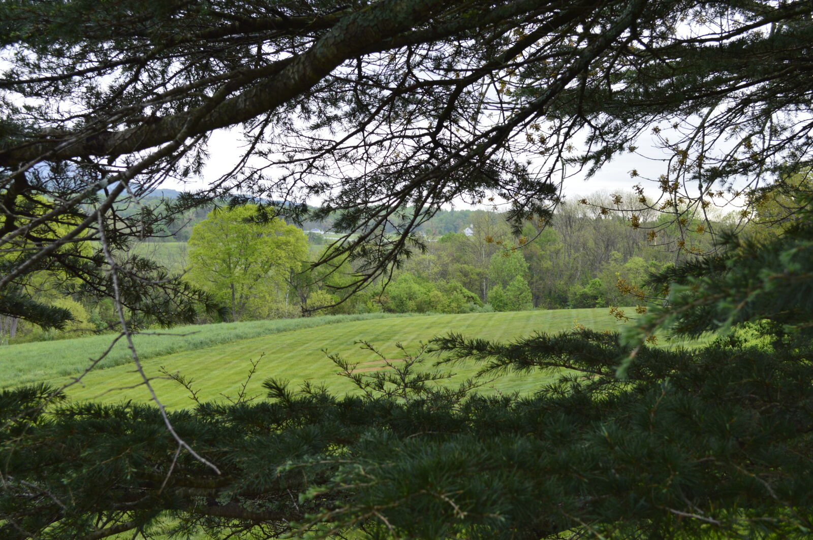 Nikon D3200 sample photo. Balcony, ct, evergreen, grass photography