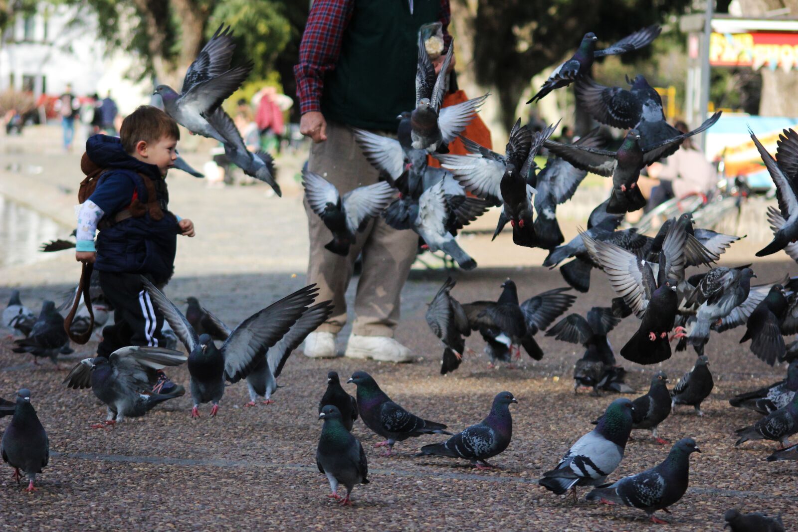 Canon EOS 600D (Rebel EOS T3i / EOS Kiss X5) sample photo. Child playing, pigeons, plaza photography