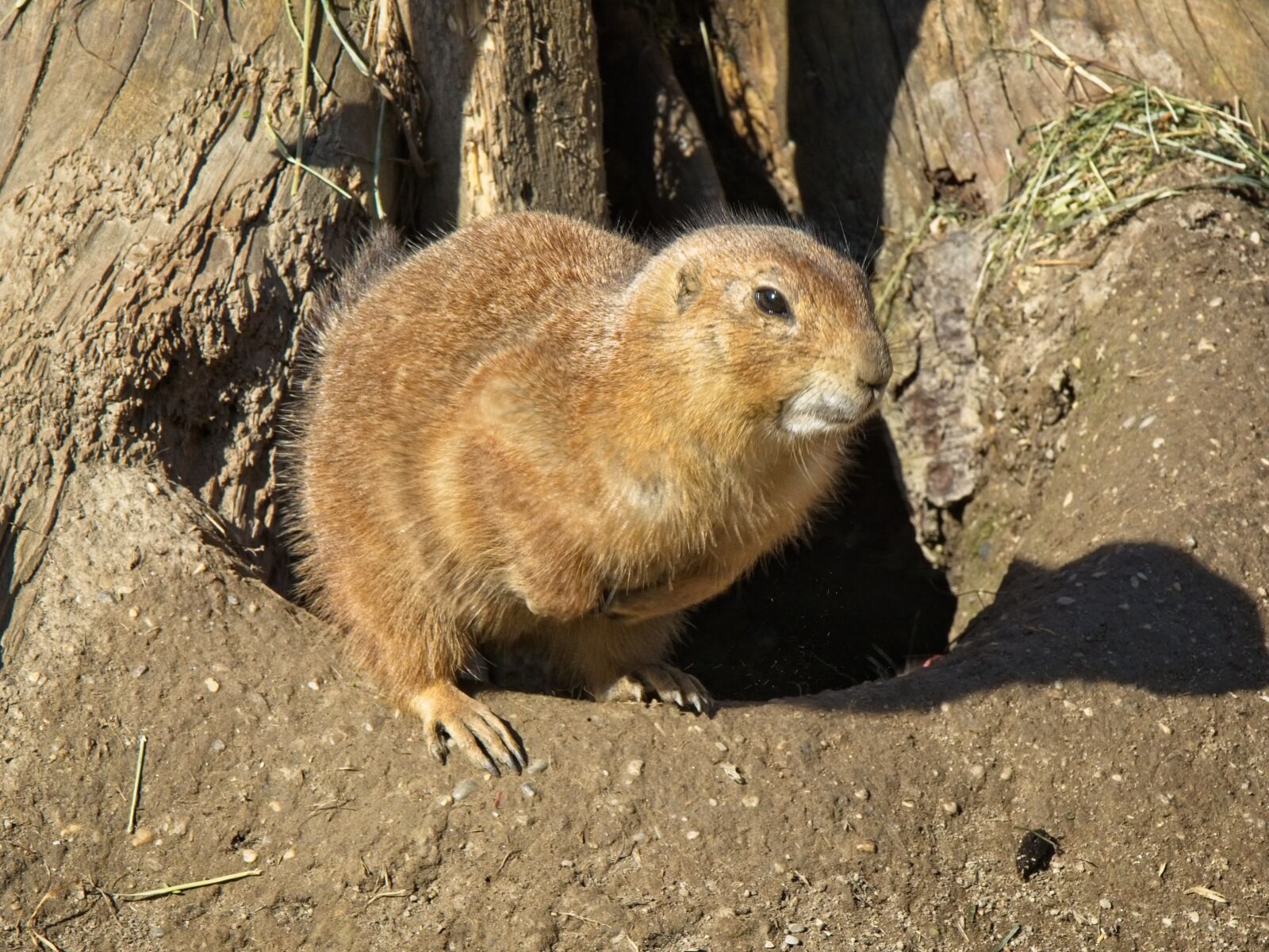 Nikon D7100 sample photo. Alpine marmot, marmot, gophers photography