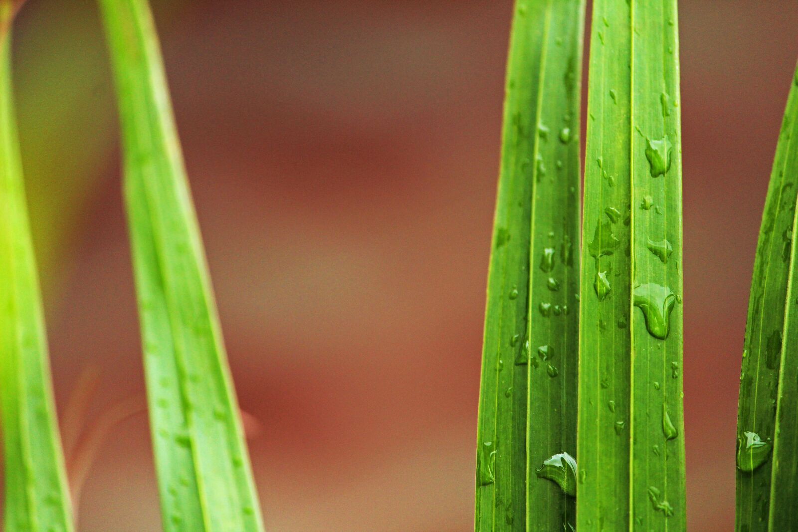 Canon EOS 1300D (EOS Rebel T6 / EOS Kiss X80) sample photo. Water drops, droplets, water photography