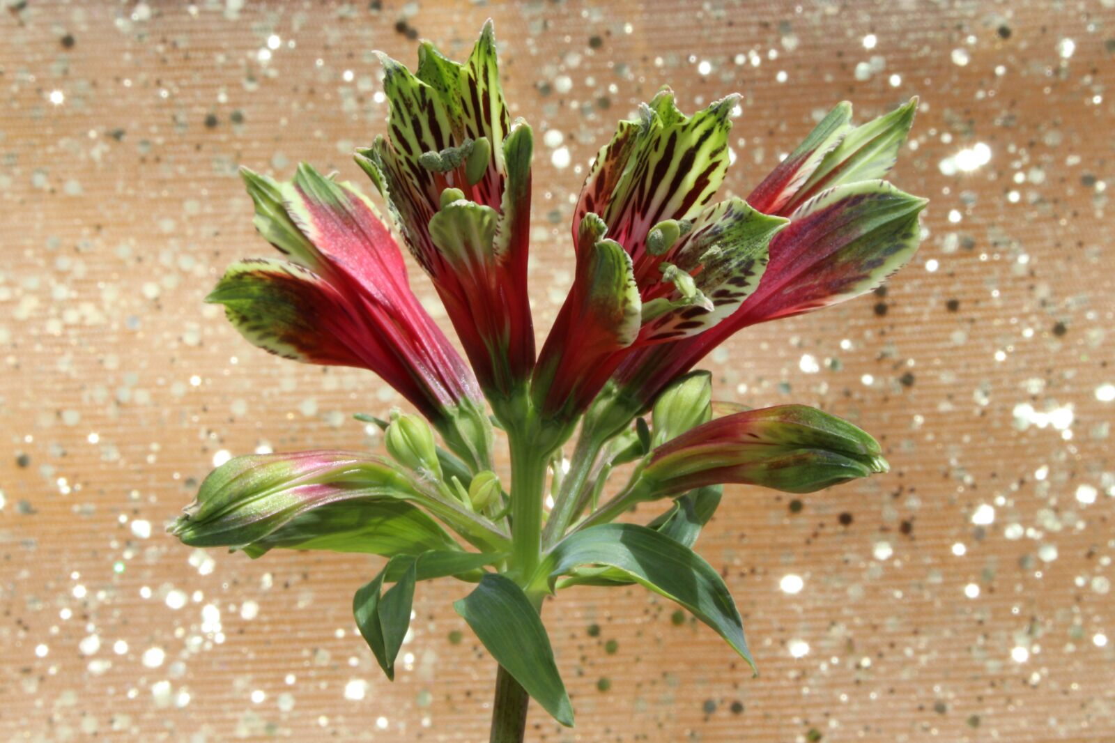 Canon EOS 700D (EOS Rebel T5i / EOS Kiss X7i) sample photo. Peruvian lily, lily of photography