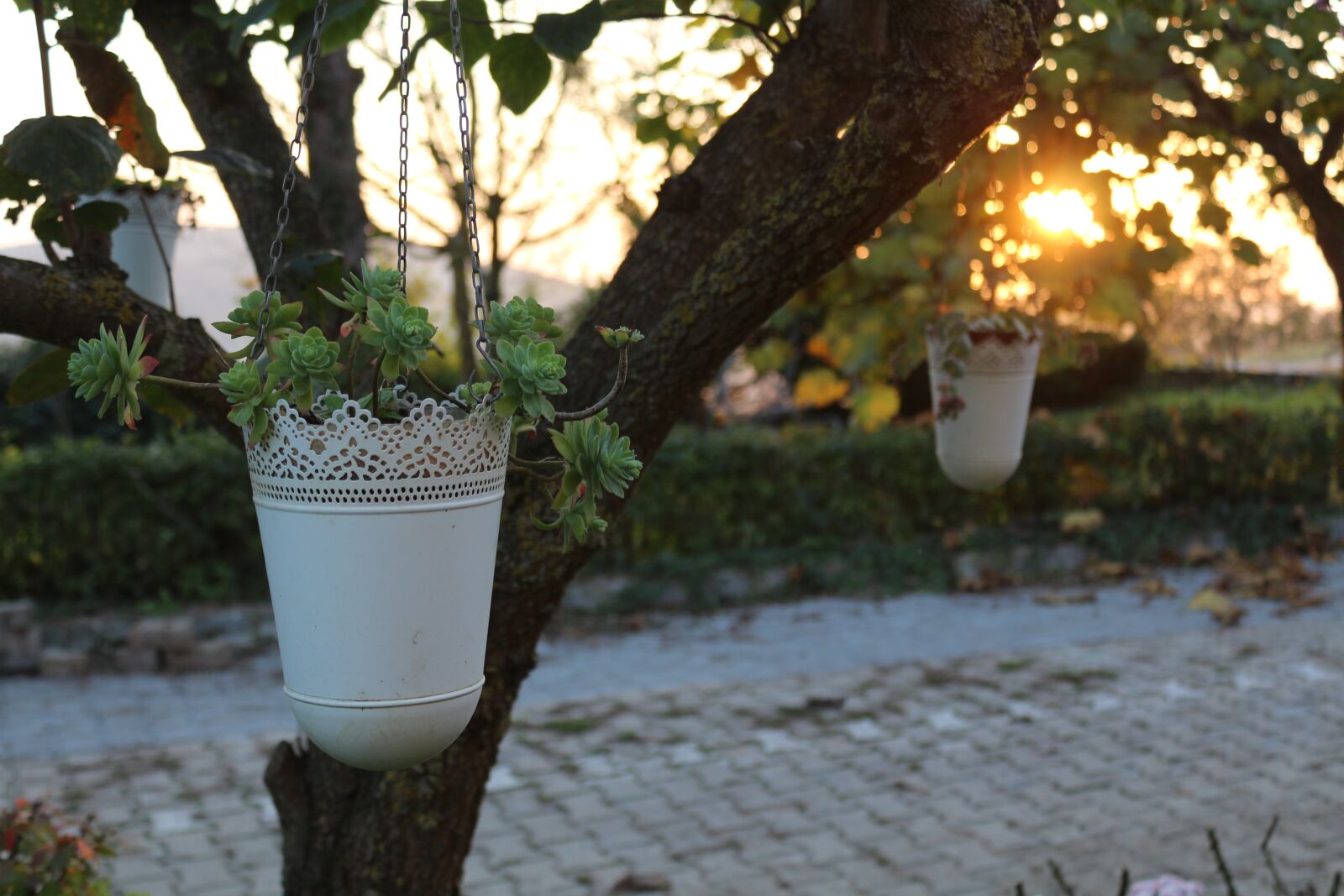 Canon EOS 650D (EOS Rebel T4i / EOS Kiss X6i) + Canon EF-S 18-55mm F3.5-5.6 III sample photo. Sunset, field, garden photography