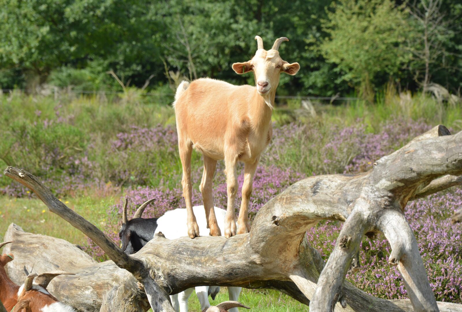 Nikon D5200 sample photo. Goat, billy goat, bock photography