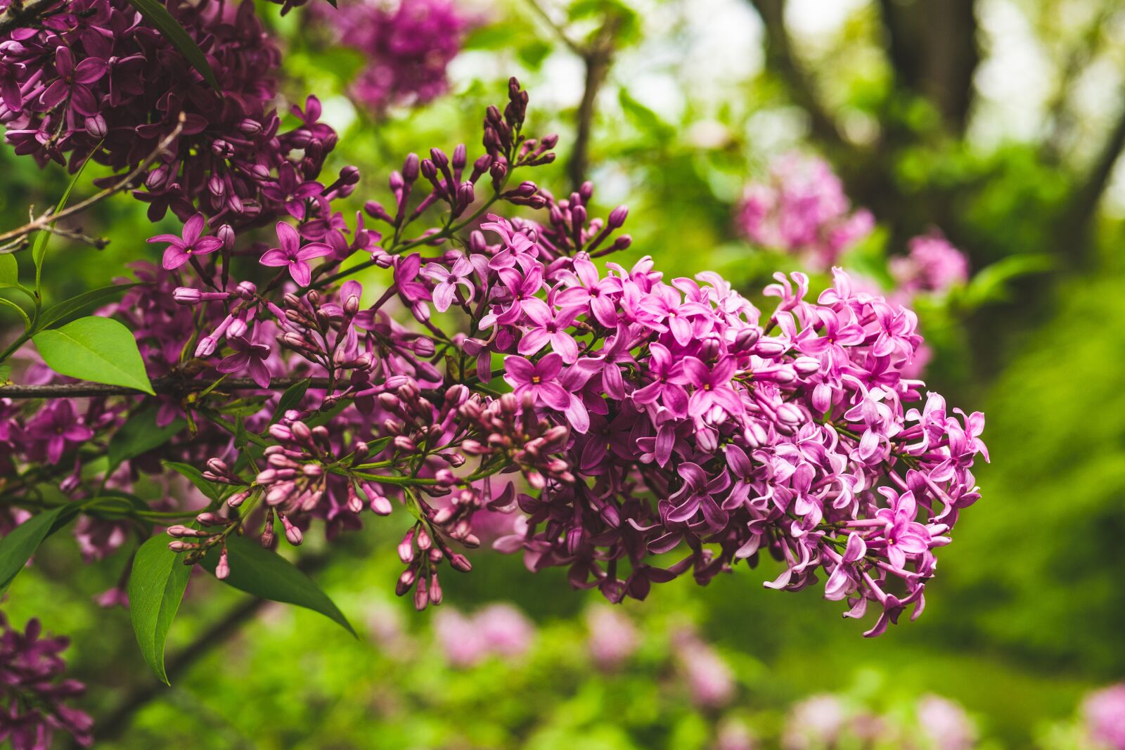 Panasonic Leica DG Summilux 25mm F1.4 II ASPH sample photo. Lilac, purple, flower photography