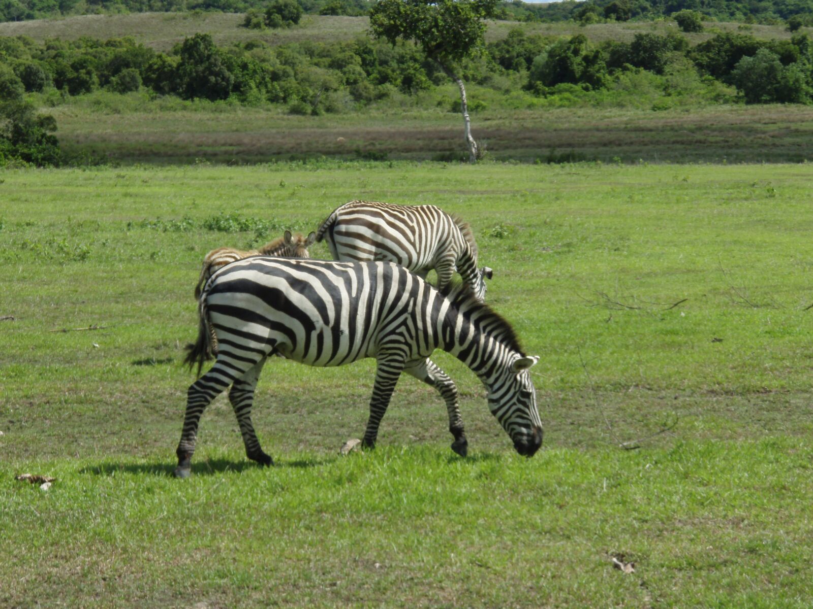 Olympus u770SW,S770SW sample photo. Zebra, animal, stripes photography