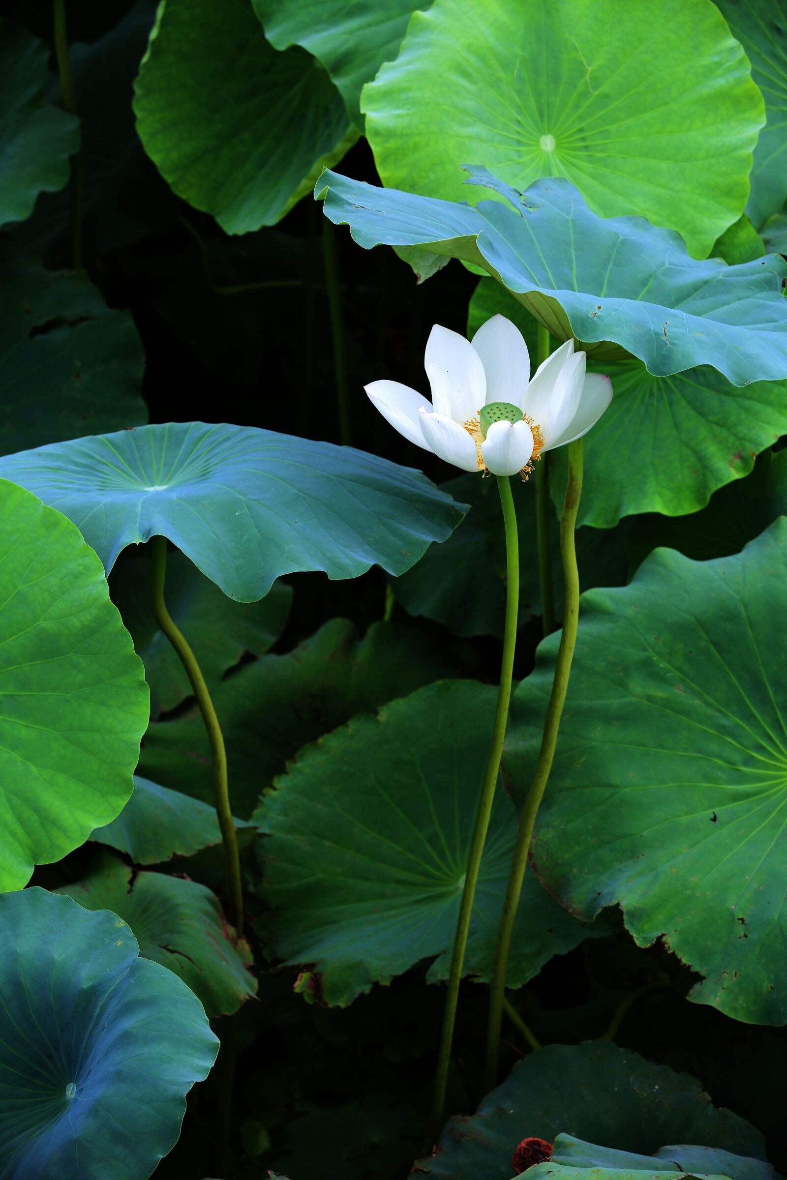 Canon EOS 5D Mark III sample photo. Lotus, pond, plants photography