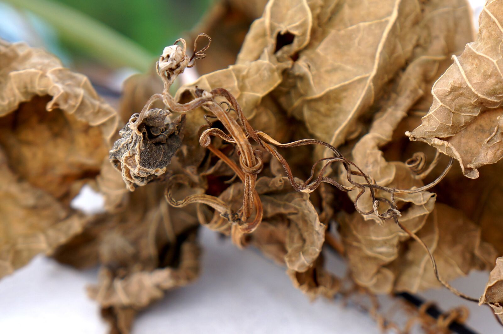 Sony Alpha NEX-F3 + Sony E 18-55mm F3.5-5.6 OSS sample photo. Dry leaves, blight, background photography