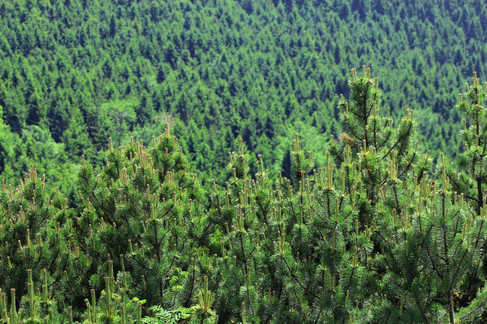 Canon EF75-300mm f/4-5.6 sample photo. Forest, tree, needles photography