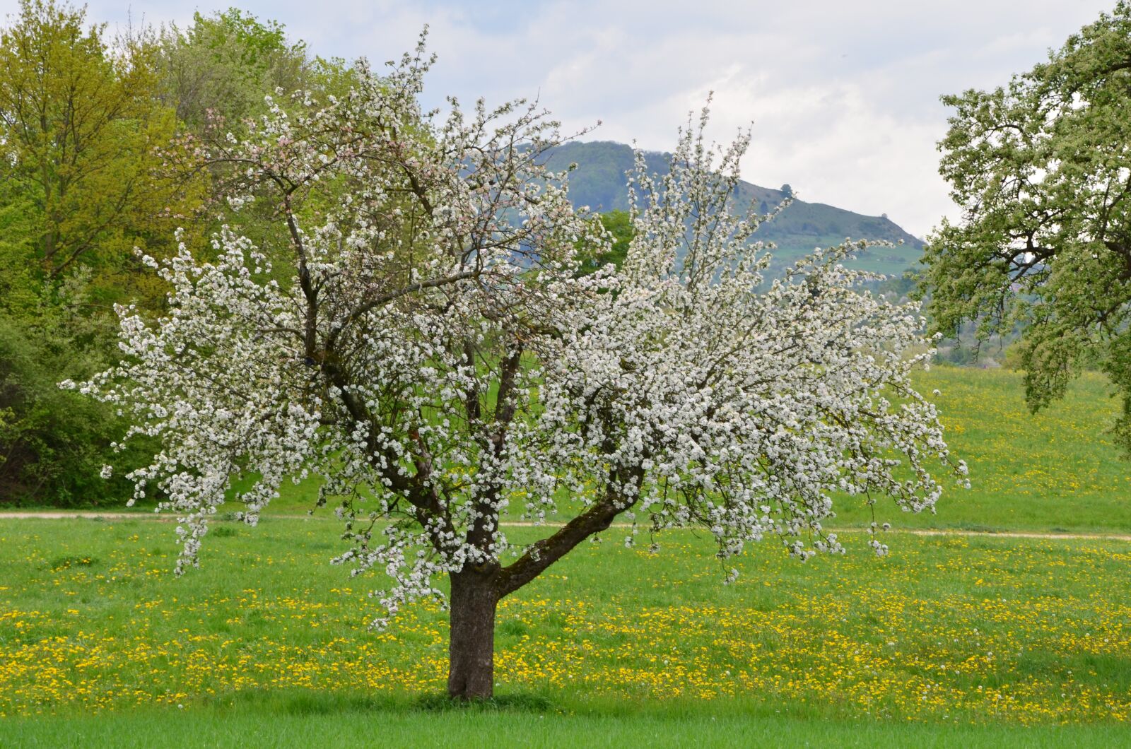 Nikon D5100 sample photo. Spring, landscape, plant photography