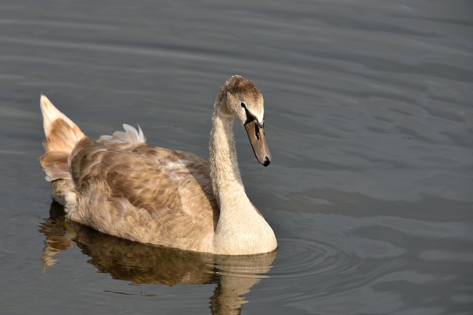 Nikon D750 sample photo. Swan, water, plumage photography