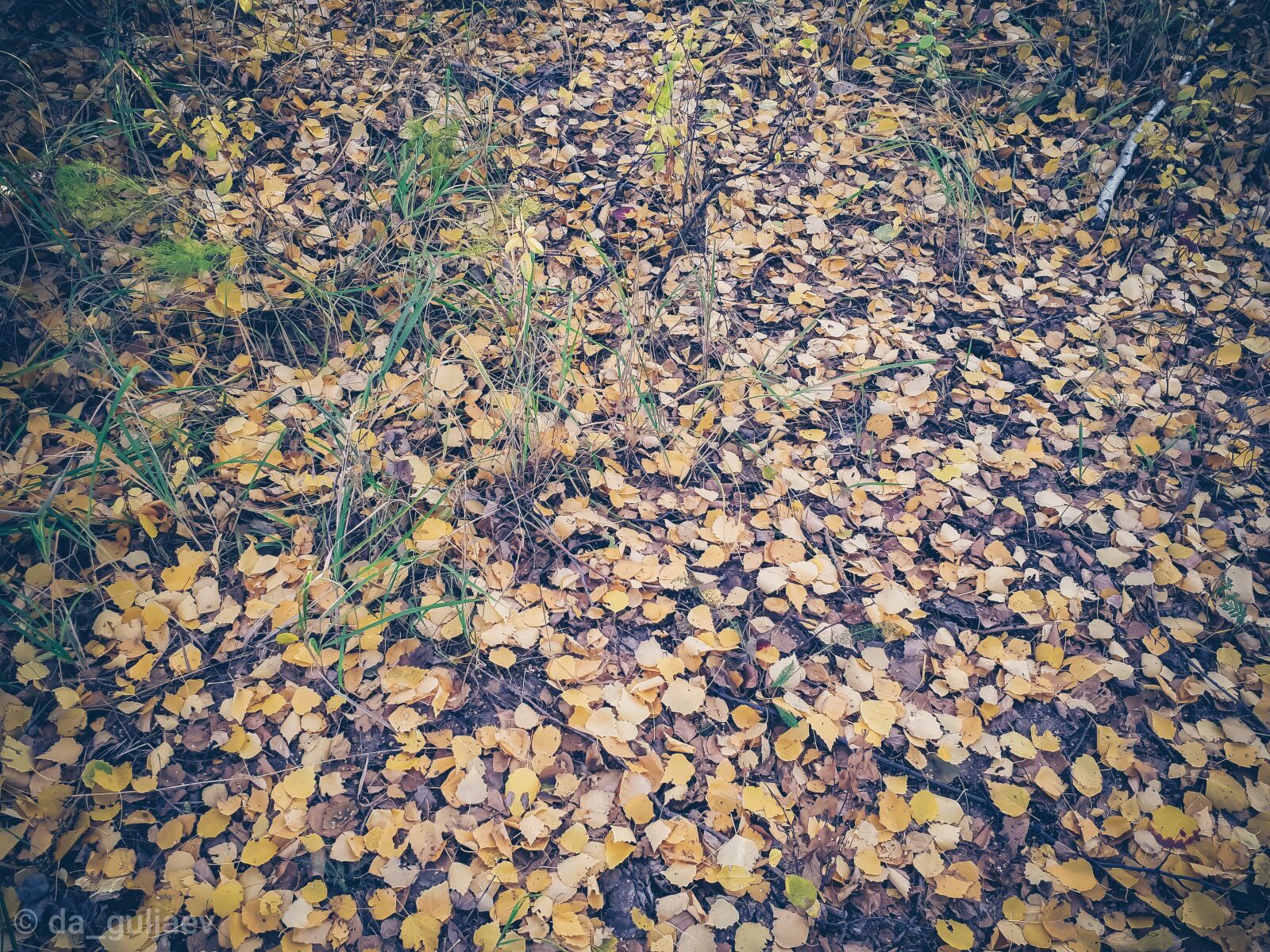 Samsung Galaxy A5(2017) sample photo. Autumn, oneday, september photography