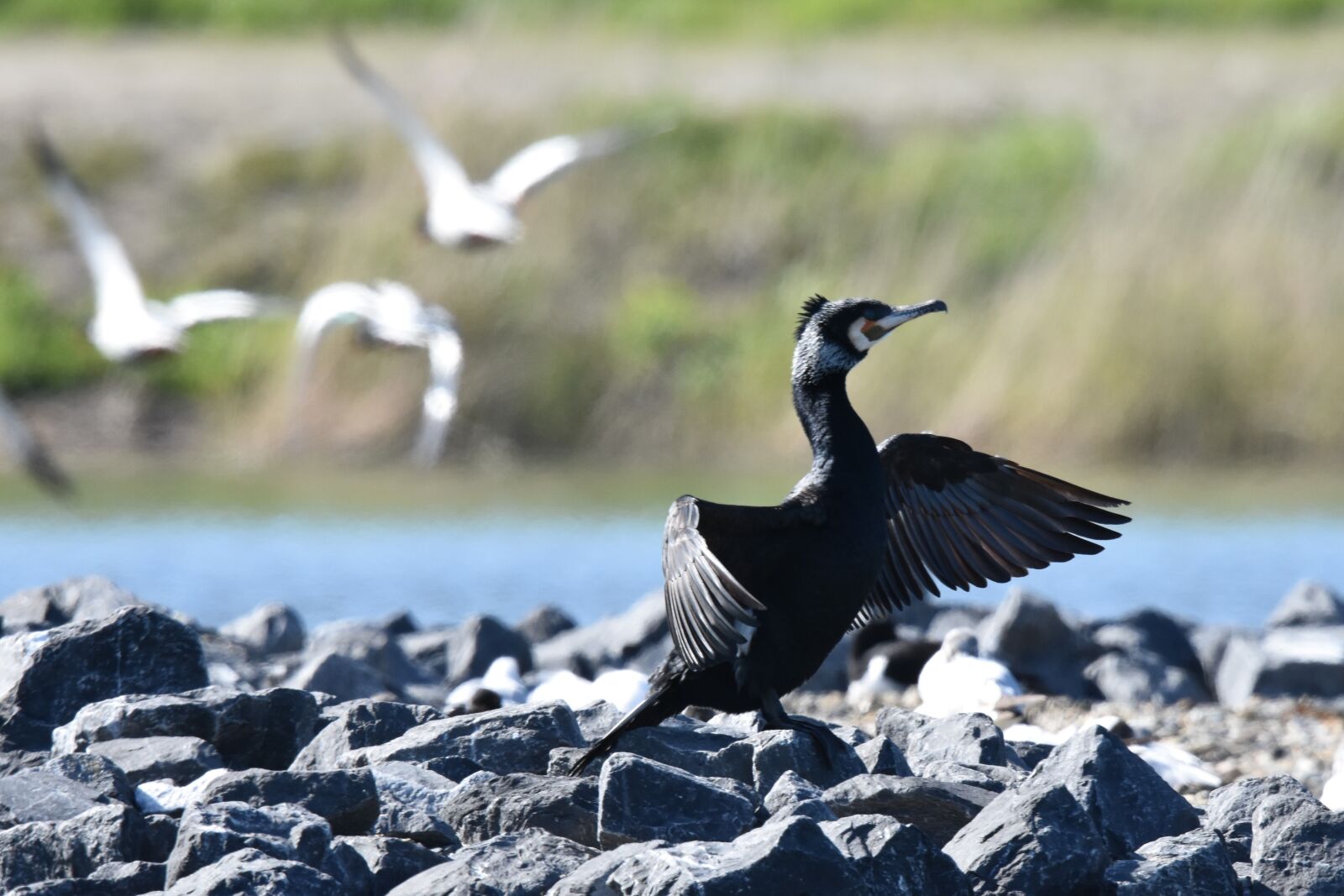 Nikon D7200 sample photo. Birds, water birds, wildlife photography