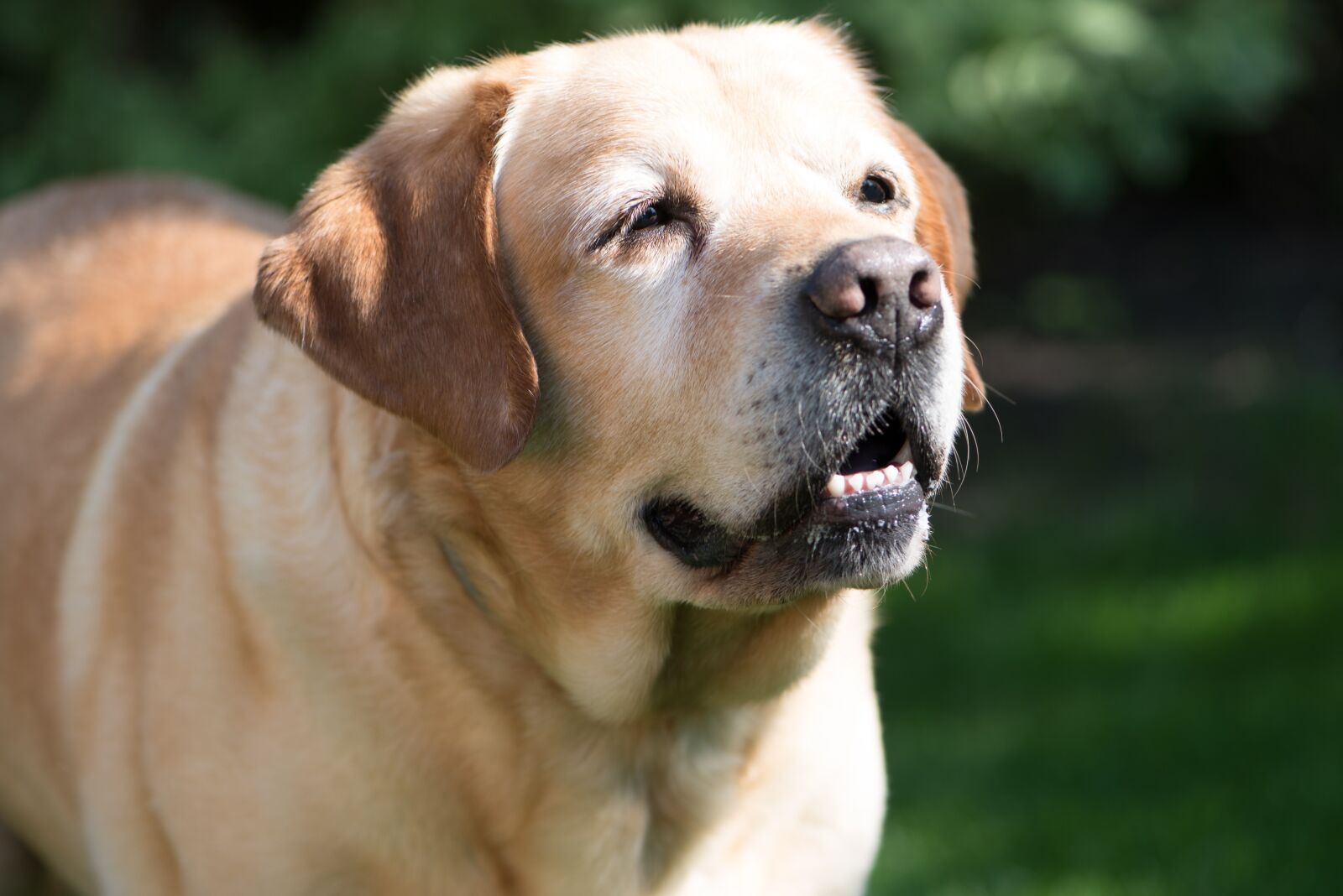 Nikon D750 sample photo. Labrador, dog, old photography