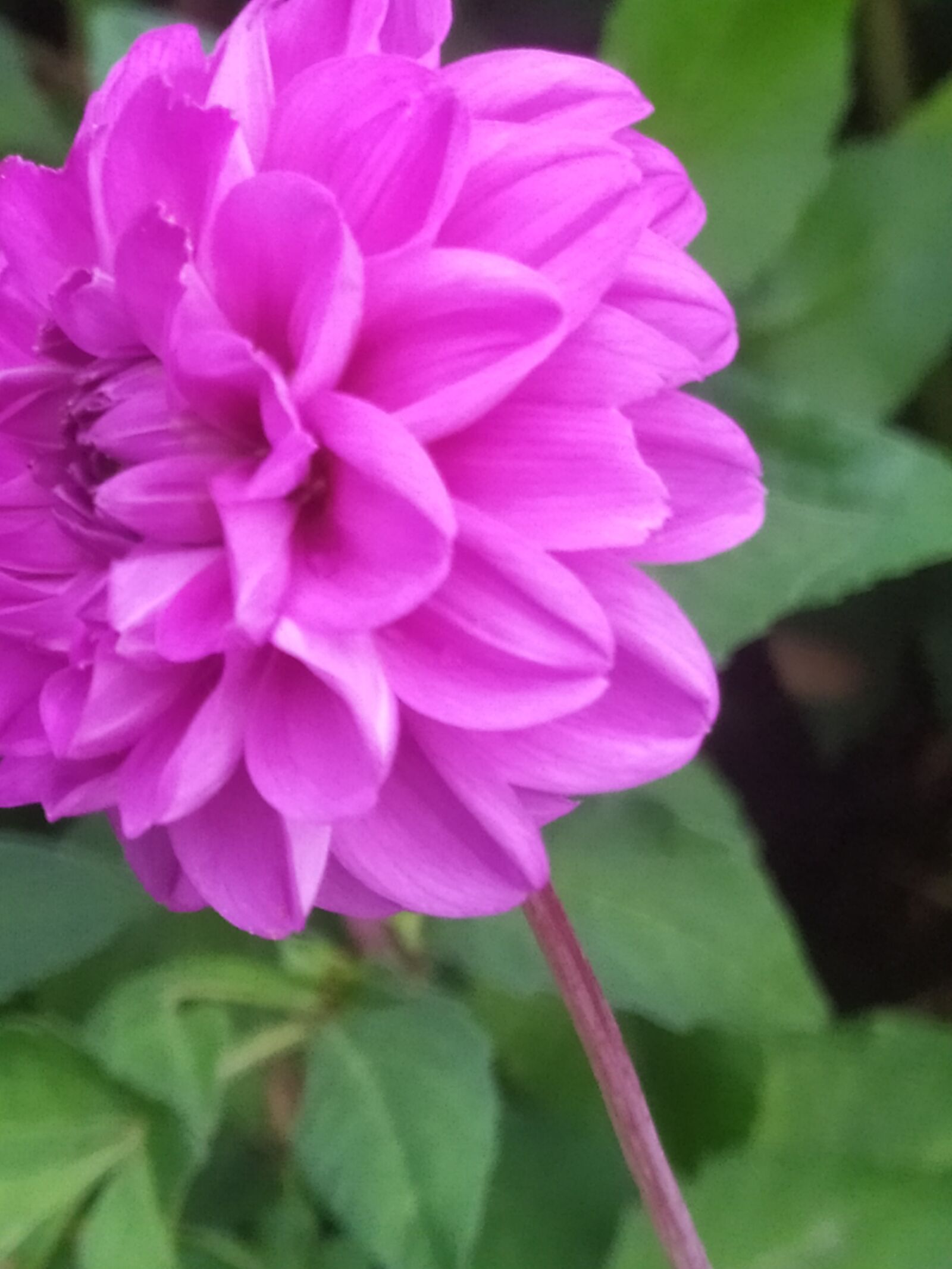 Xiaomi Redmi Note 7 sample photo. Nature, summer, flowers photography