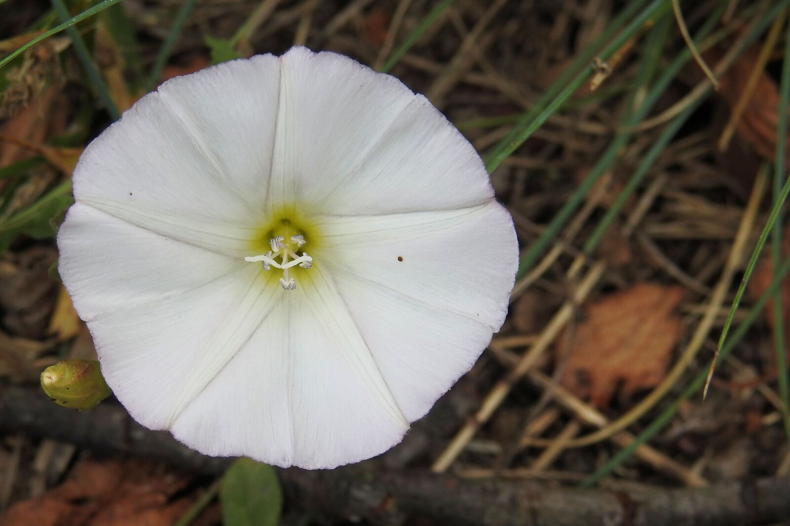 Nikon Coolpix P900 sample photo. Bindweed, real fence winds photography