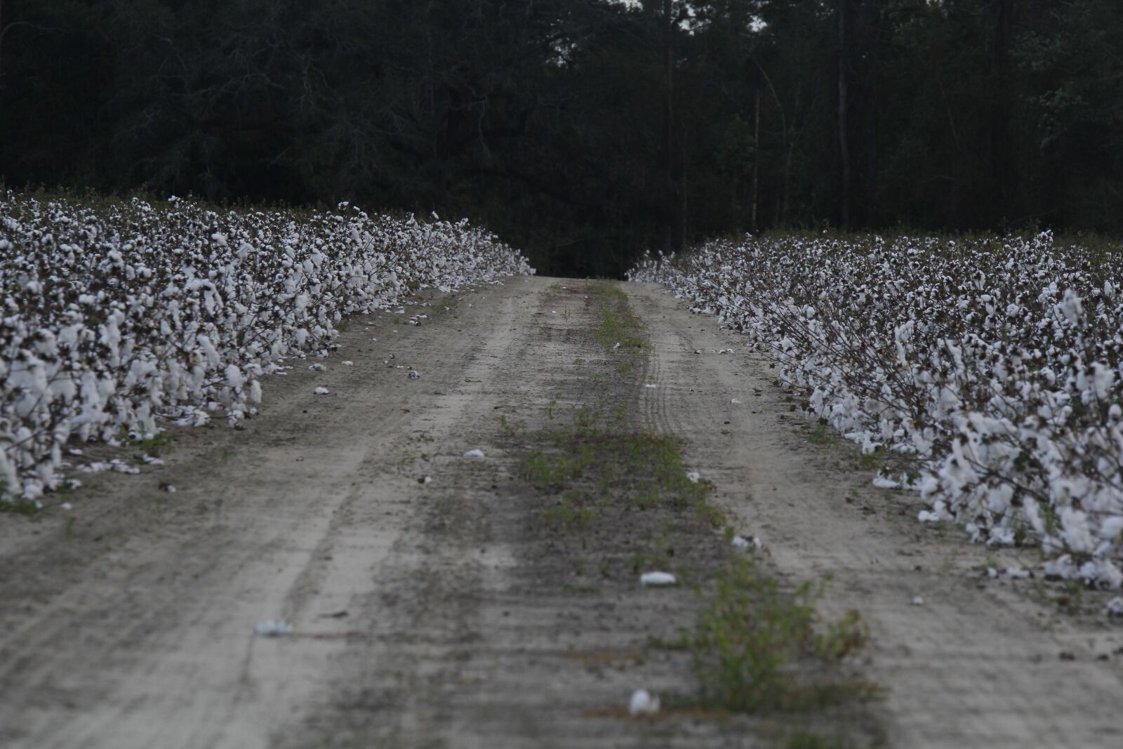 Canon EOS 60D sample photo. Nature, road, cotton photography
