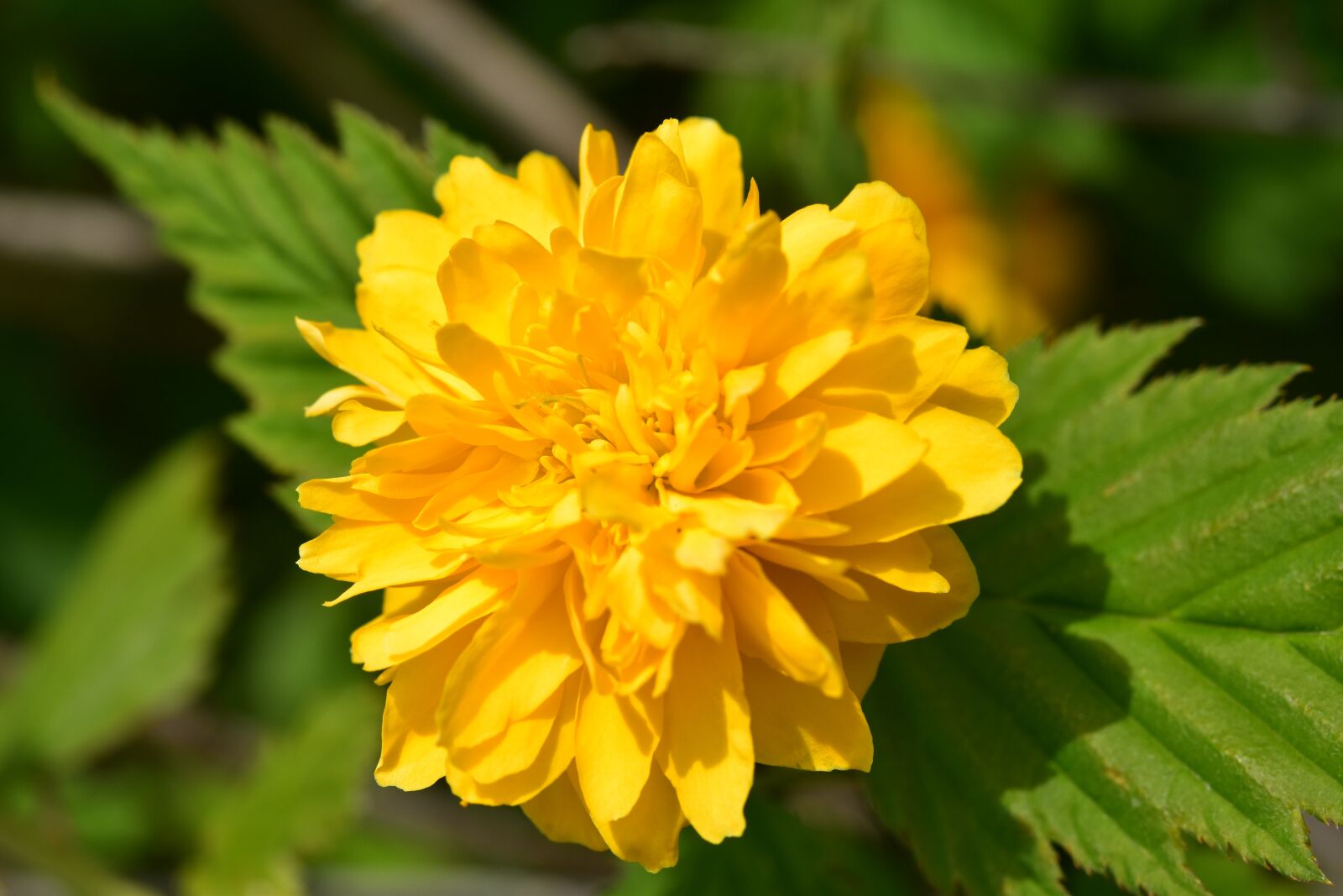 Nikon D5600 sample photo. Flower, flower color yellow photography