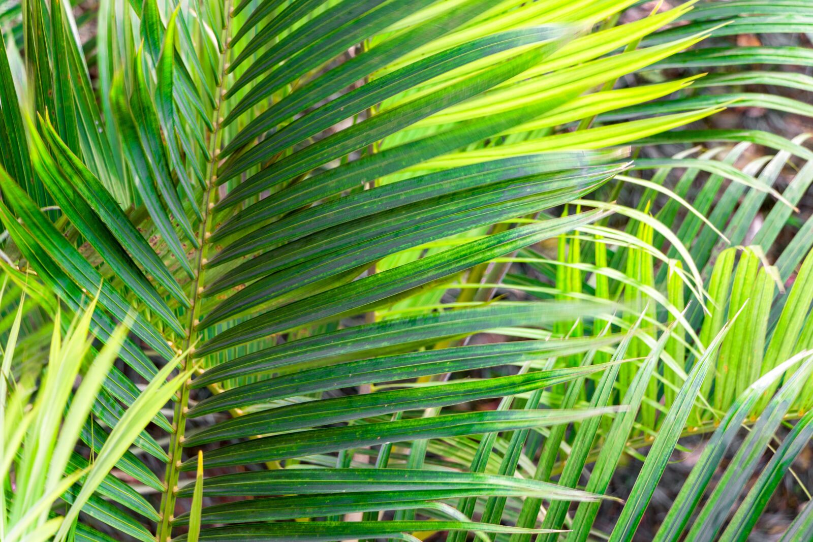 Canon EOS 70D sample photo. Ramos, green, vegetable photography
