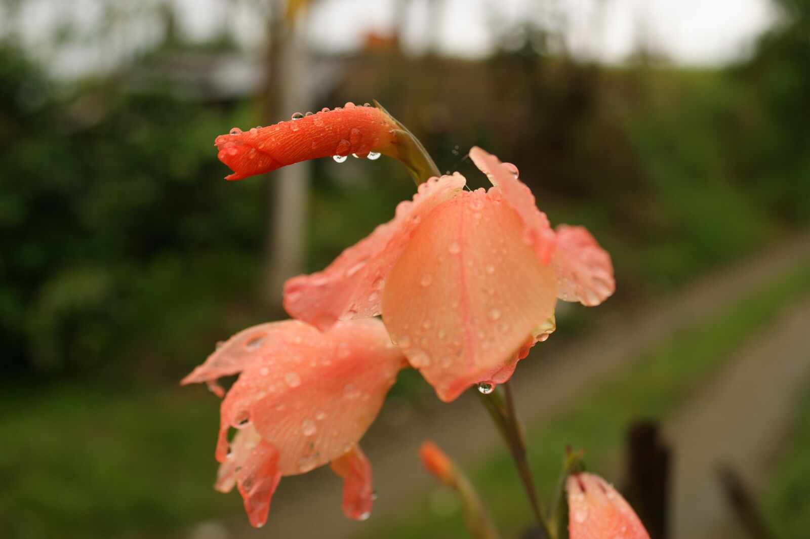 Sony Alpha DSLR-A390 sample photo. Images, area, kettle photography