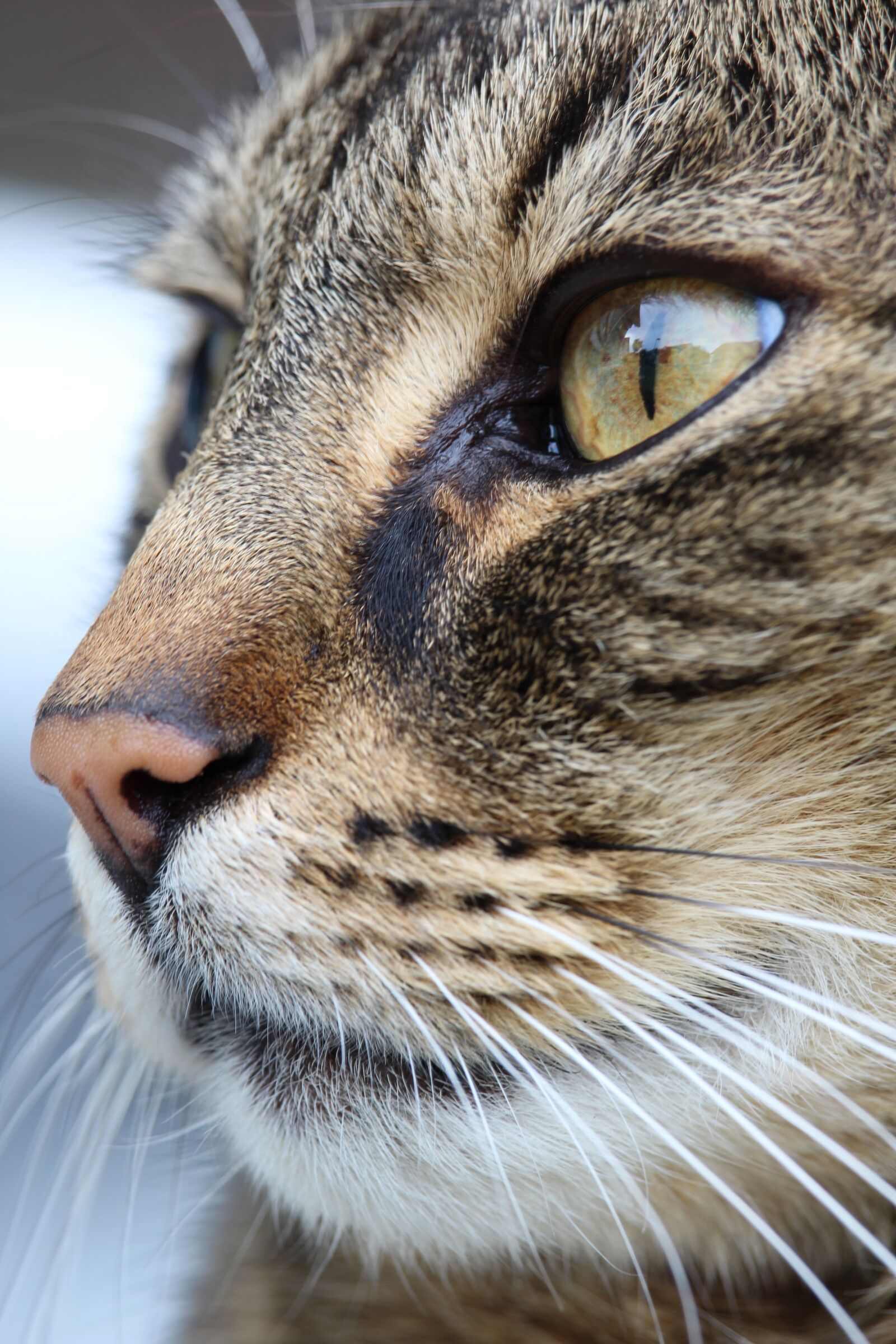 Canon EOS 1200D (EOS Rebel T5 / EOS Kiss X70 / EOS Hi) sample photo. Cat, nose, eye photography