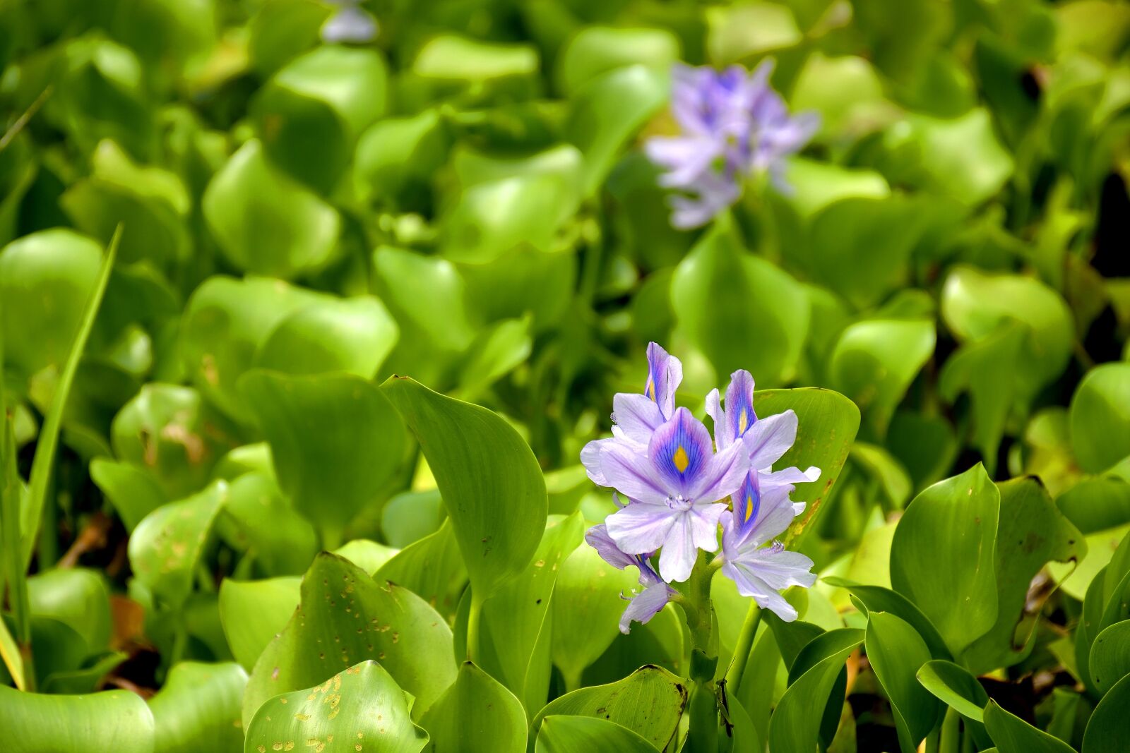 Nikon D5300 sample photo. Green, flower, flowers photography