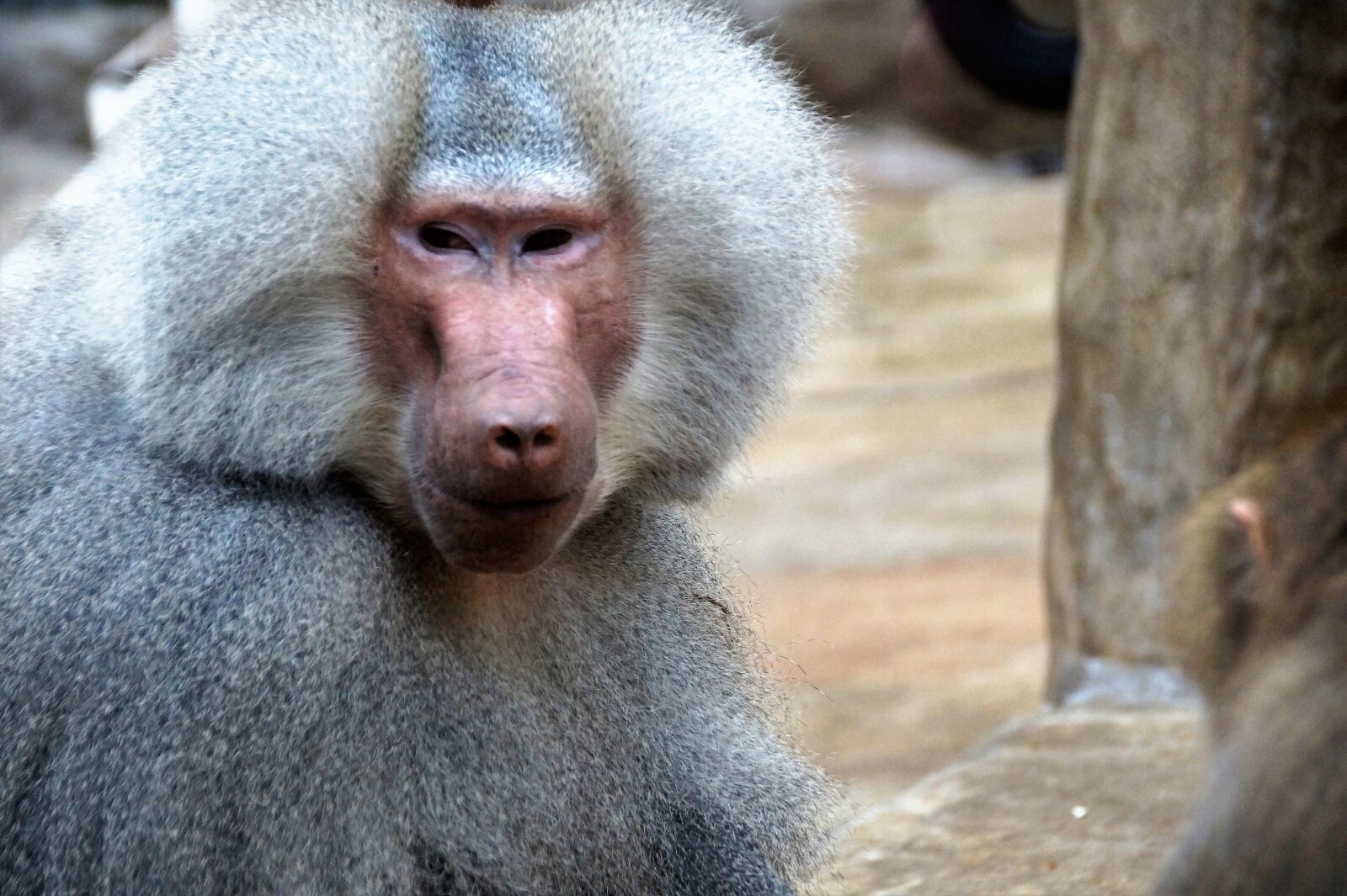 Sony SLT-A58 sample photo. Monkey, baboon, animal photography