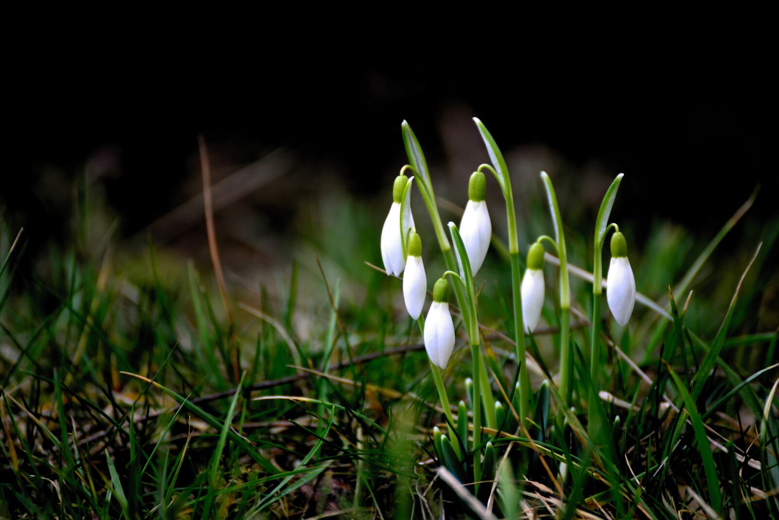 Nikon D610 sample photo. Snowdrop, early bloomer, winter photography