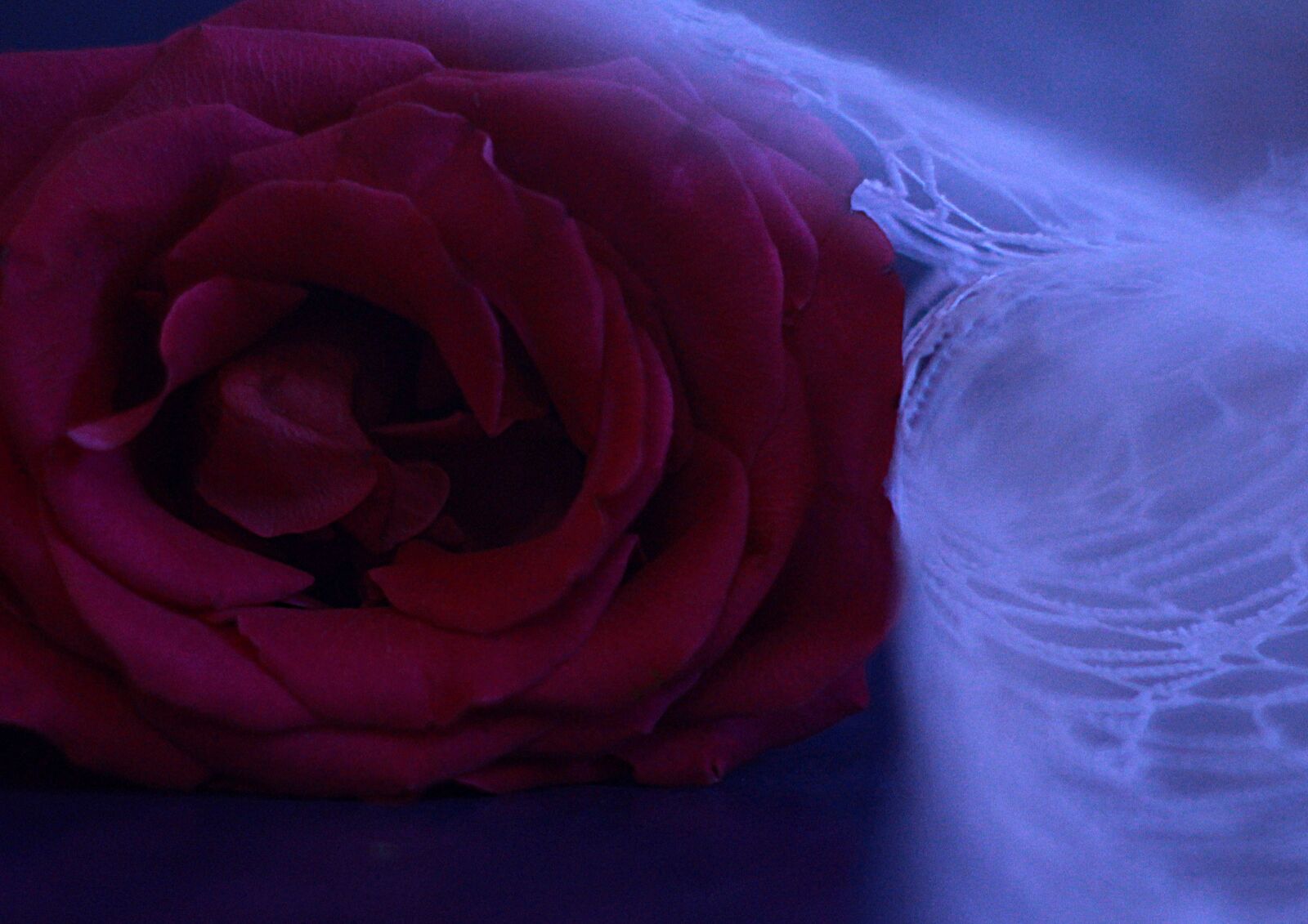 Canon EOS 1200D (EOS Rebel T5 / EOS Kiss X70 / EOS Hi) sample photo. Flower, rose, fantasy photography