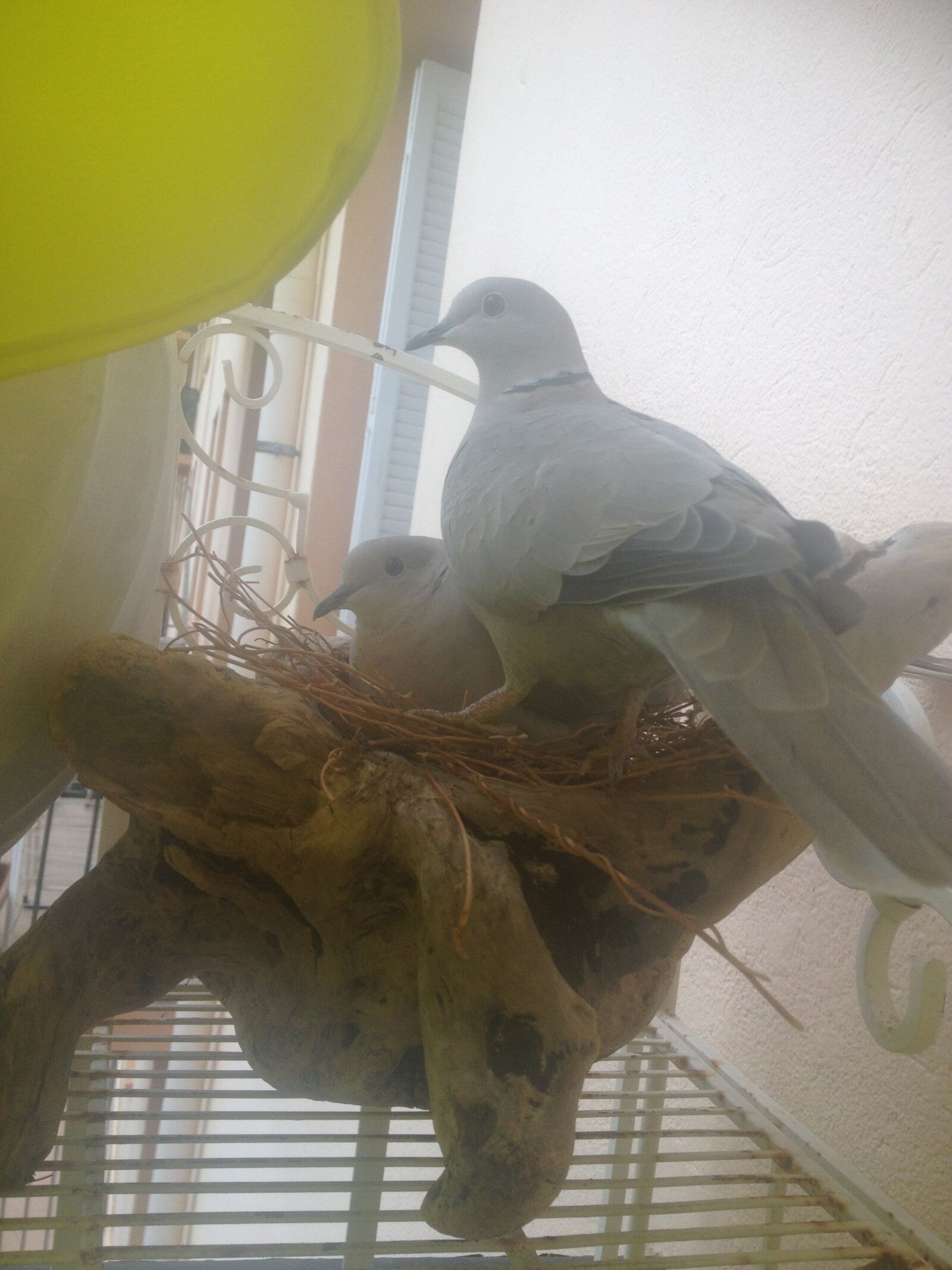 Apple iPhone 4S sample photo. Bird, dove, feathers photography