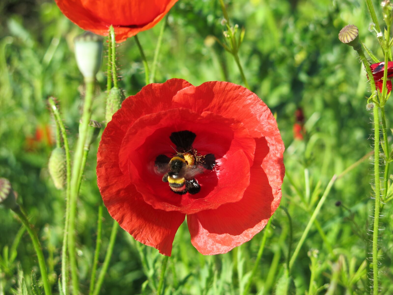 Canon PowerShot G15 sample photo. Hummel, poppy, hard working photography