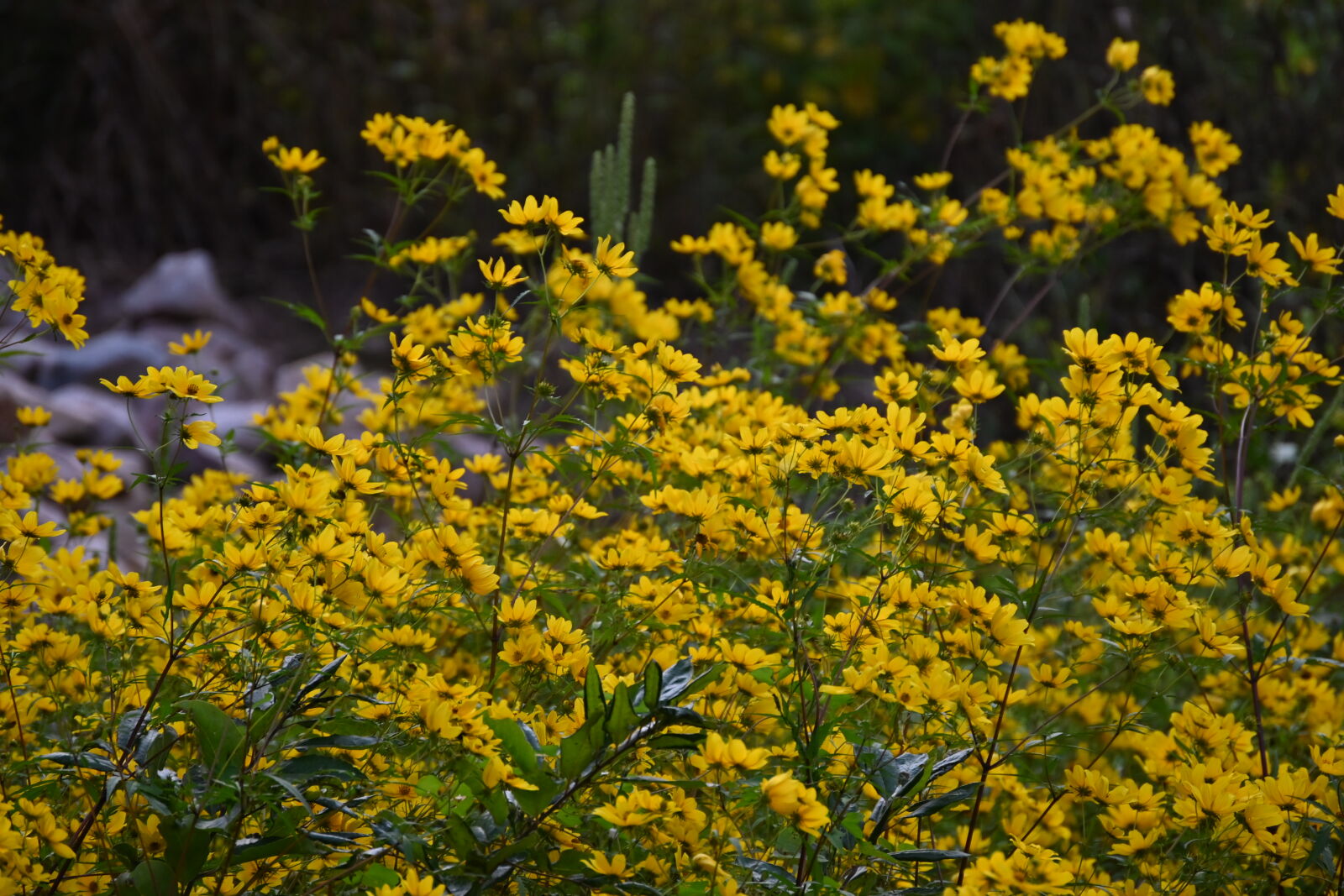 Nikon D780 sample photo