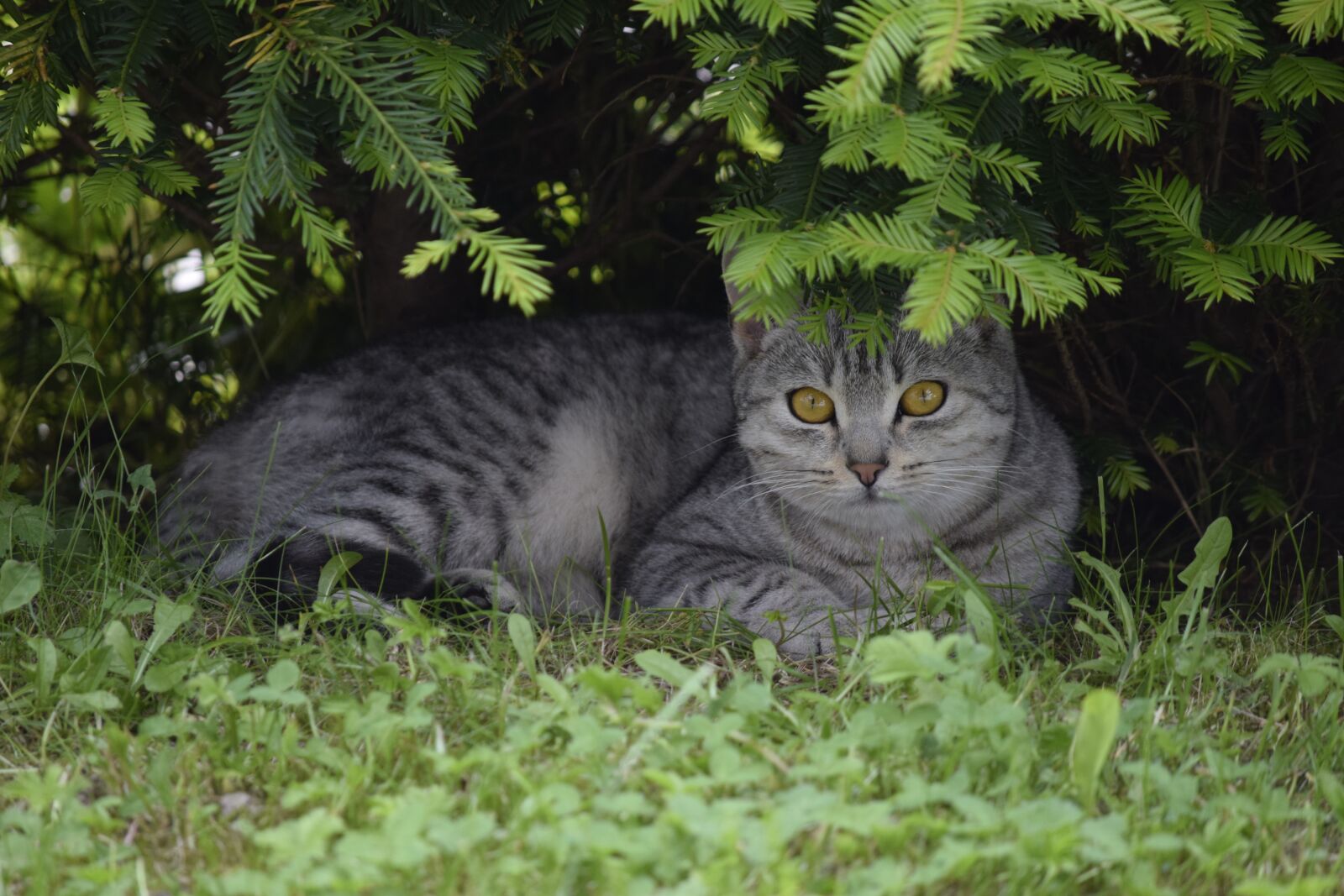 Nikon D5300 sample photo. Cat, kitten, animal photography
