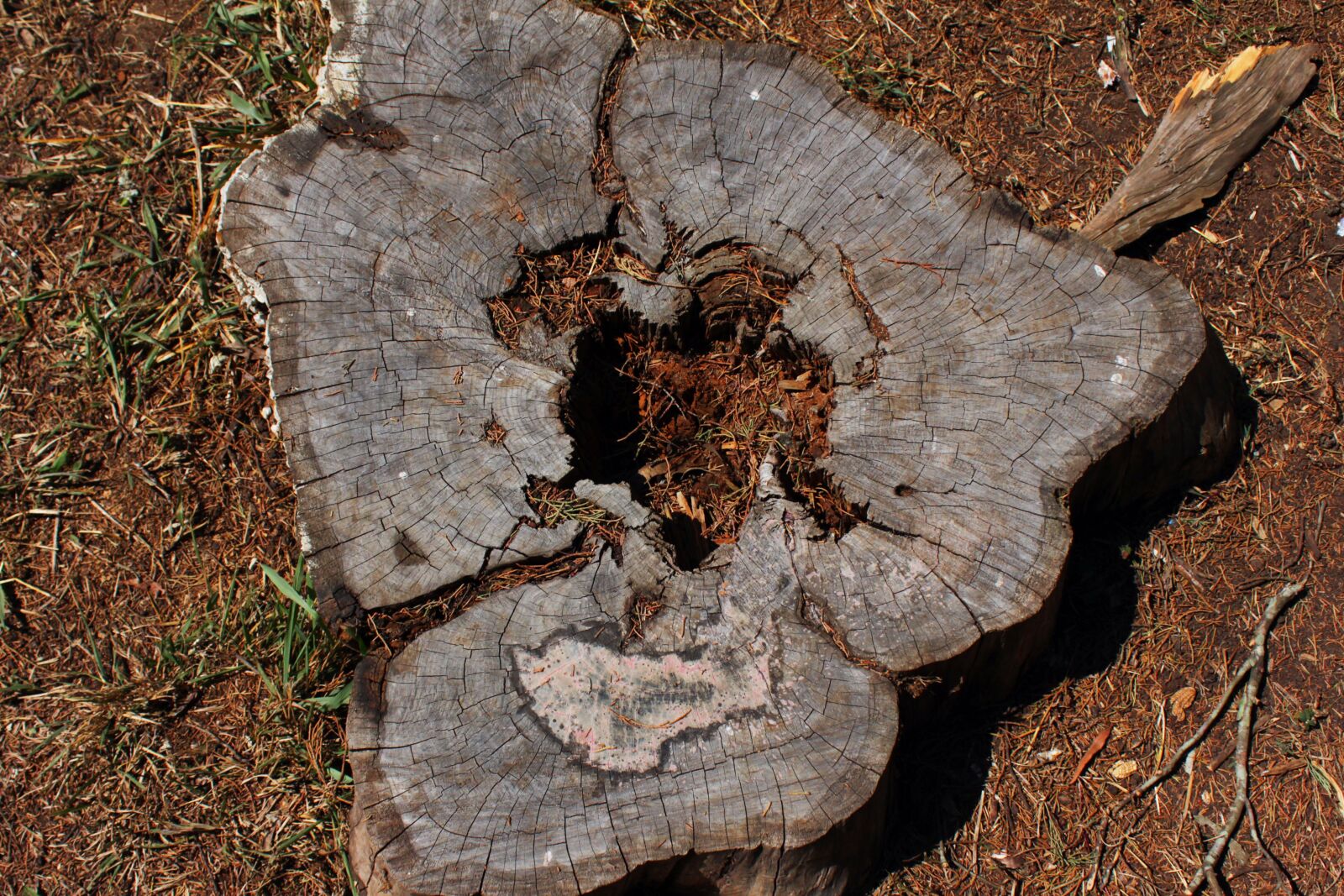 Canon EOS 650D (EOS Rebel T4i / EOS Kiss X6i) sample photo. Nature, trunk, tree photography