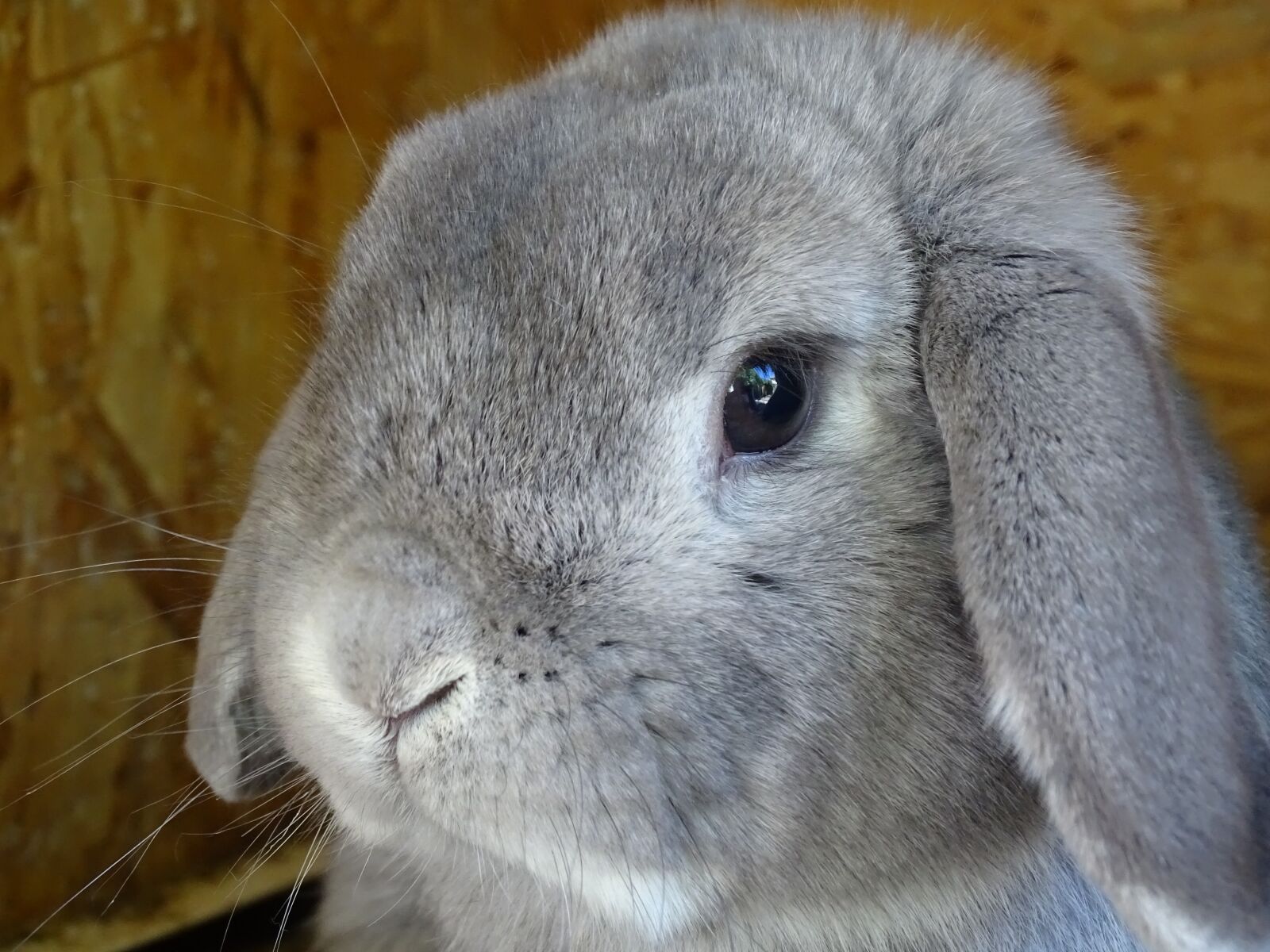 Sony Cyber-shot DSC-HX350 sample photo. Dwarf aries chinchilla-white, hare photography