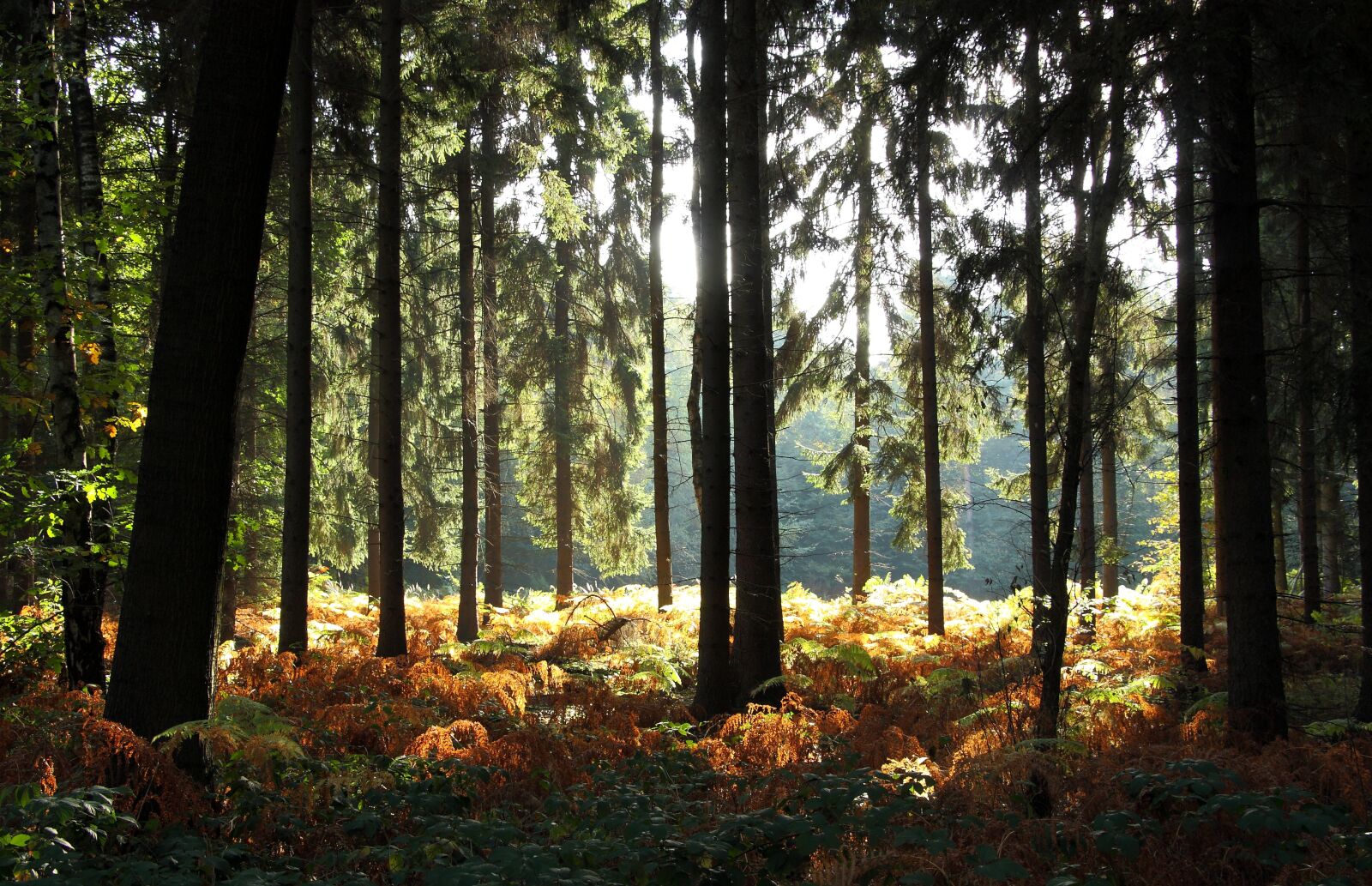 Canon EOS 450D (EOS Rebel XSi / EOS Kiss X2) sample photo. Forest, trees, autumn forest photography
