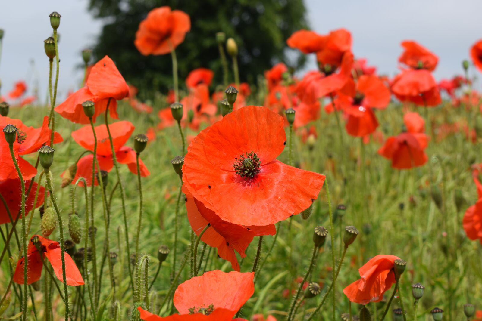 Nikon D3300 sample photo. Poppy, red, field photography