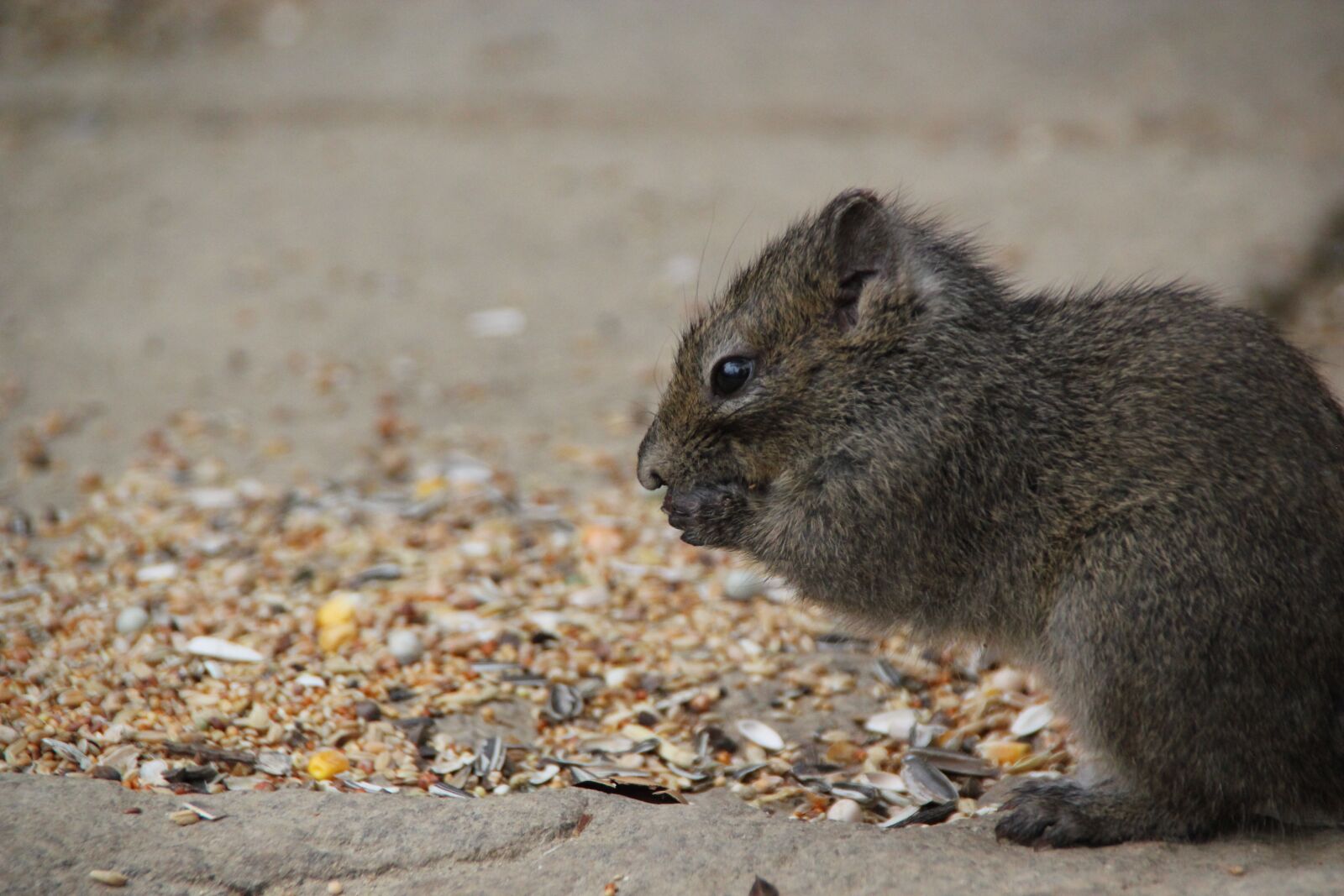 Canon EOS 550D (EOS Rebel T2i / EOS Kiss X4) sample photo. Rock squirrel, nager, croissant photography