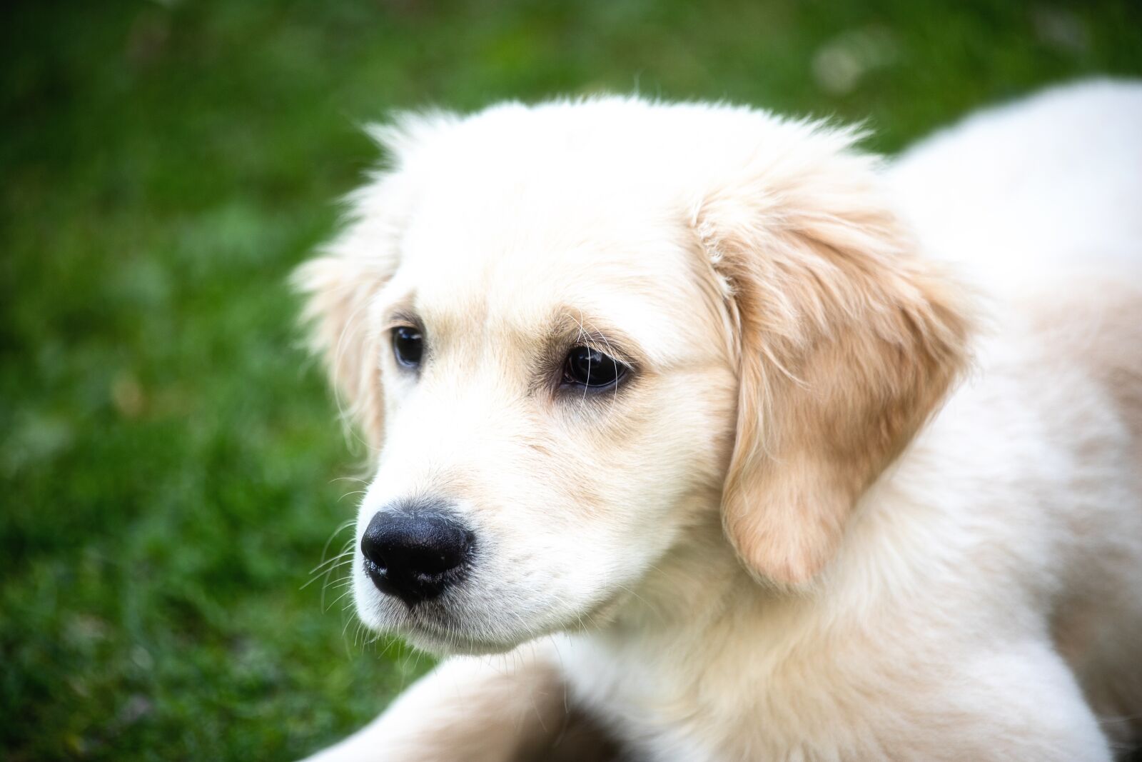 Canon EF 70-300mm F4-5.6 IS USM sample photo. Dog, mammal, animal world photography