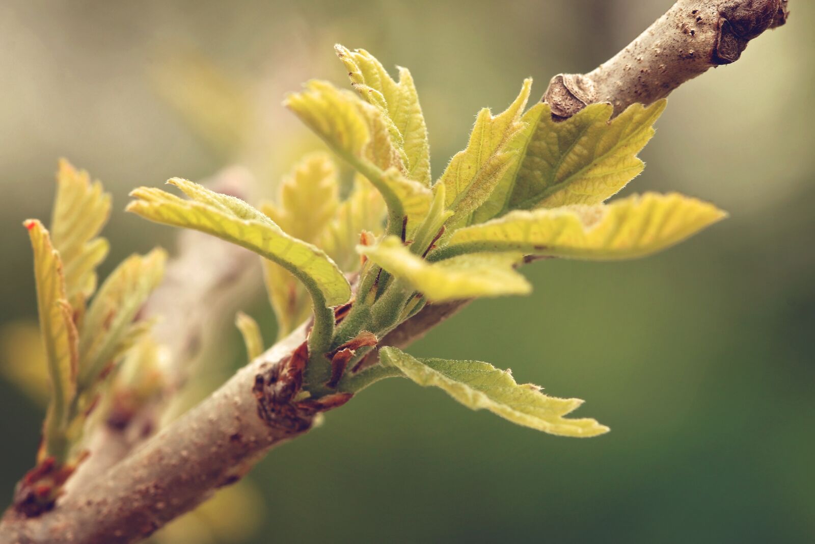 Canon EOS 70D + Canon EF 100mm F2.8 Macro USM sample photo. Tree, bloom, leaves photography