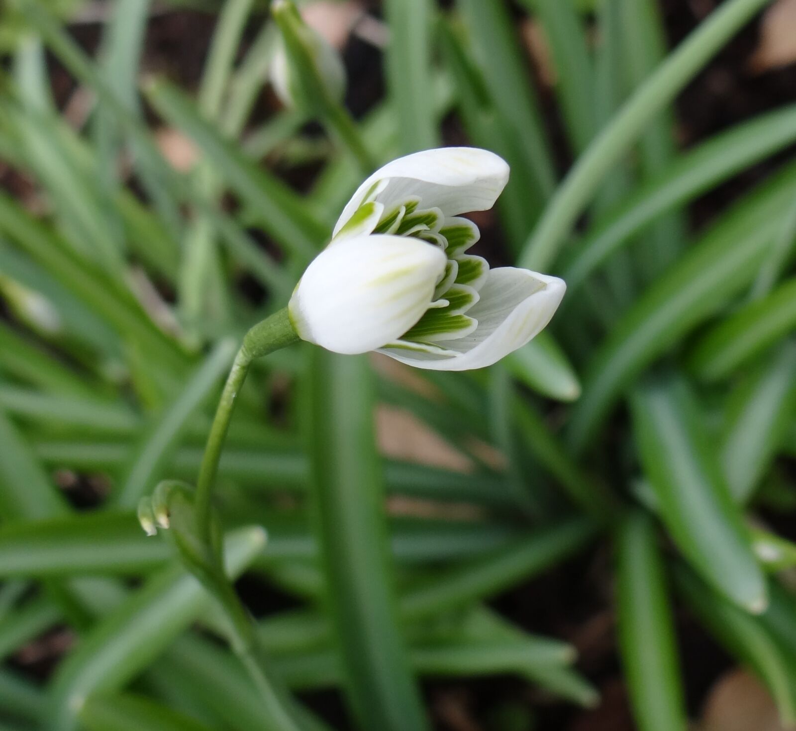 Sony Cyber-shot DSC-HX100V sample photo. Nature, flora, leaf photography