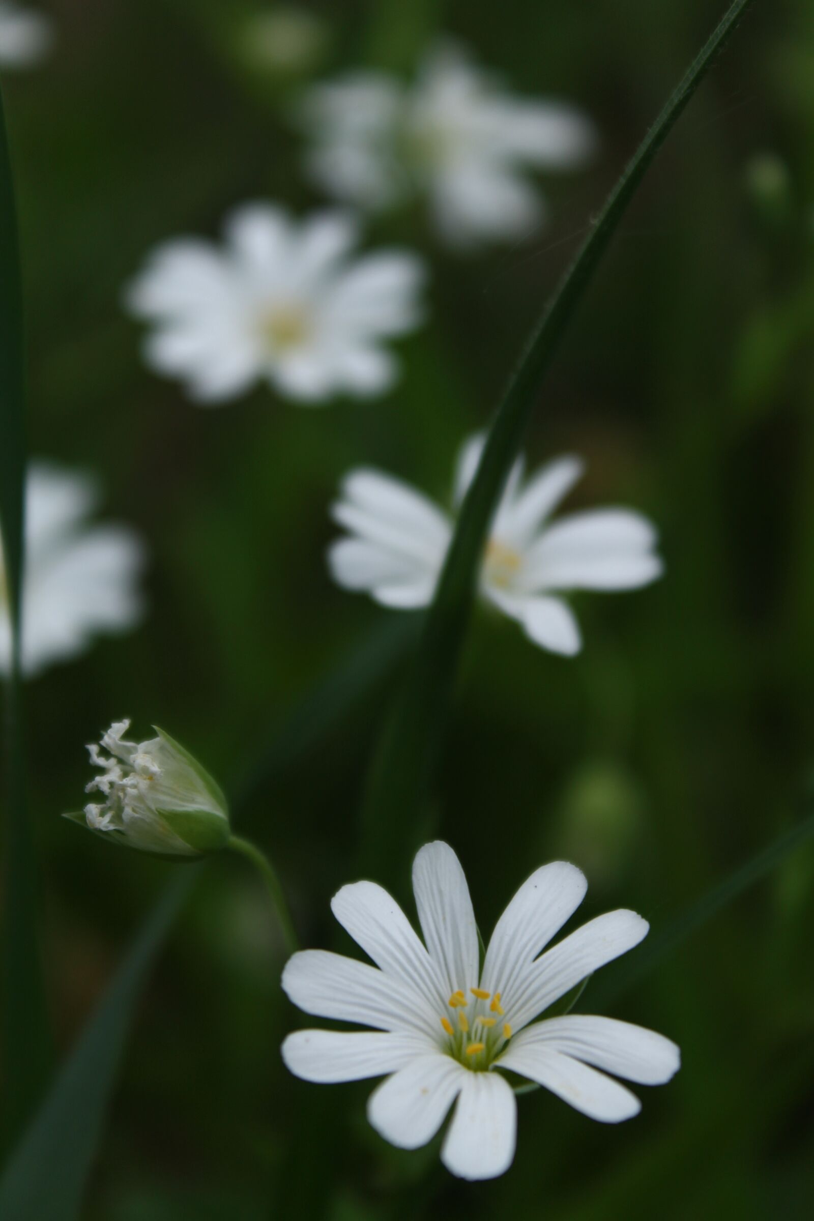 Canon EOS 1100D (EOS Rebel T3 / EOS Kiss X50) sample photo. Nature, plant, flower photography
