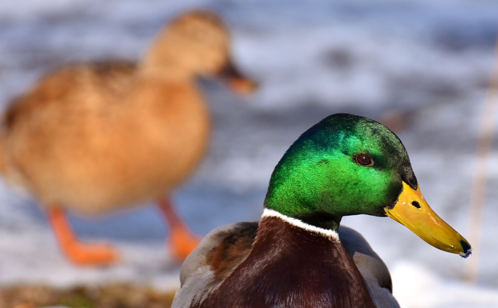 Nikon D7200 sample photo. Mallard, males, bread photography