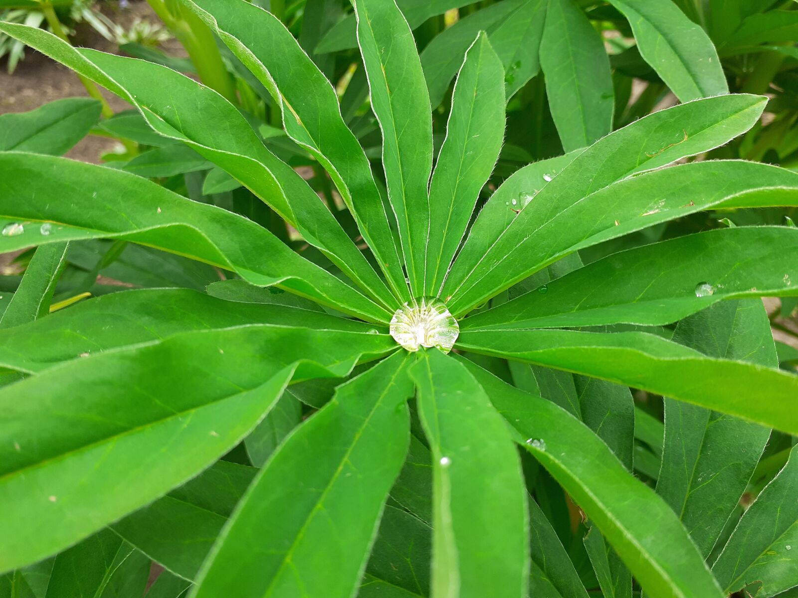 Samsung SM-A202F sample photo. Rain, raindrop, plant photography