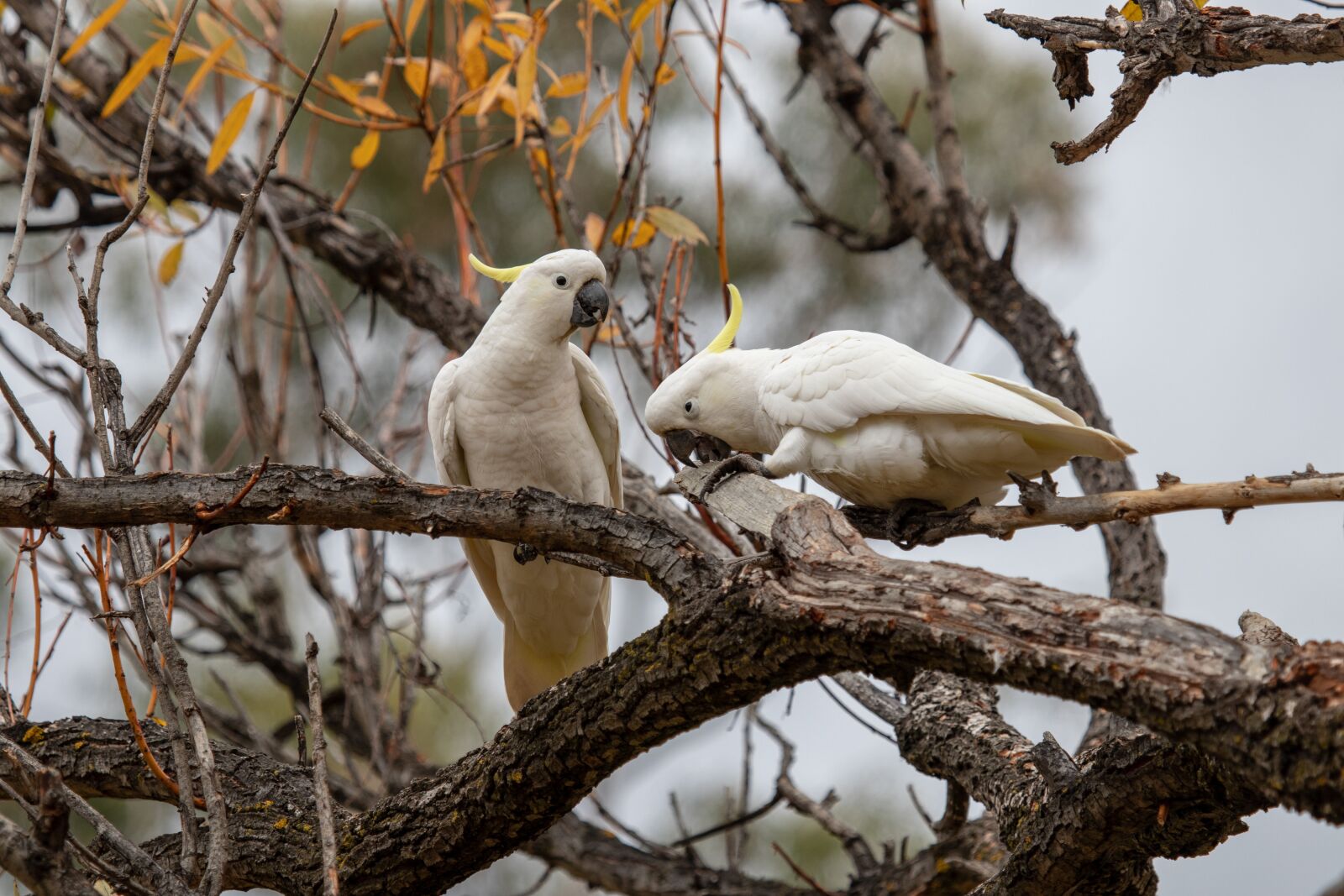 Canon EF 100-400mm F4.5-5.6L IS USM sample photo. Cockatoo, wild, animal photography
